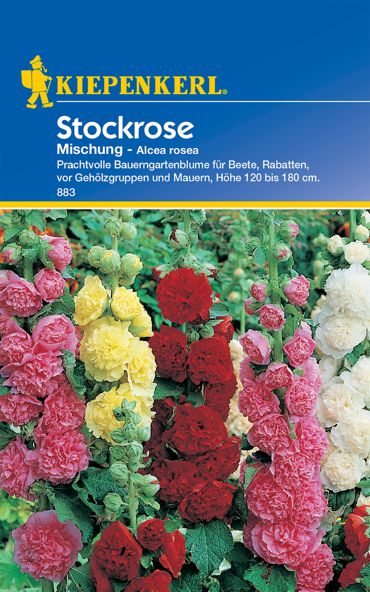 Stockrose Mischung