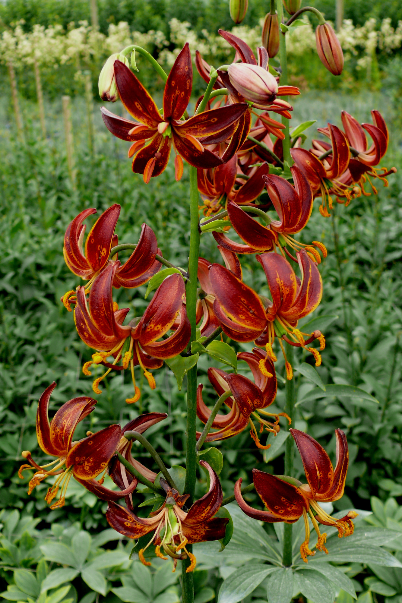 Lilium martagon Arabian Knight