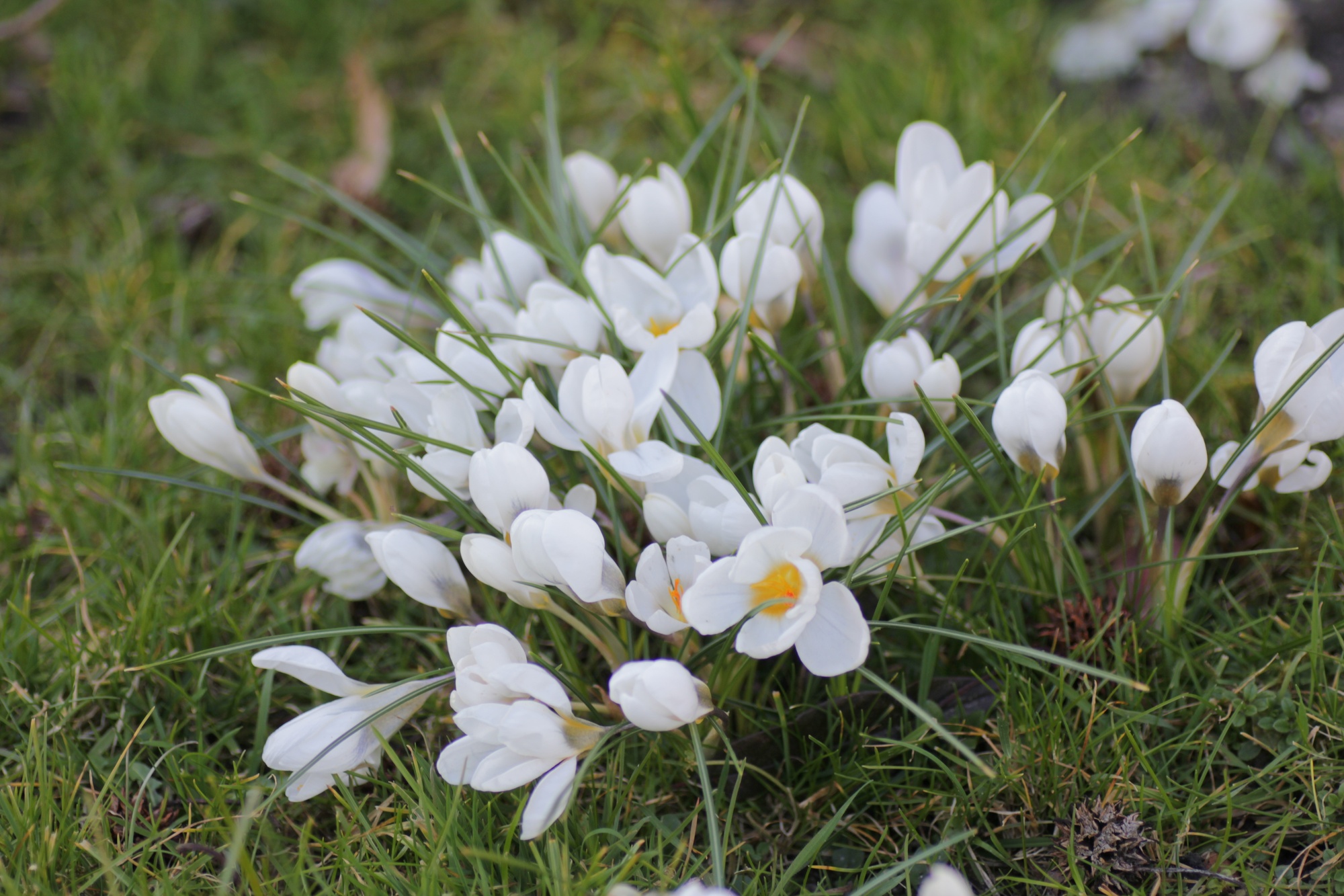 Crocus chrysanthus Ard Schenk