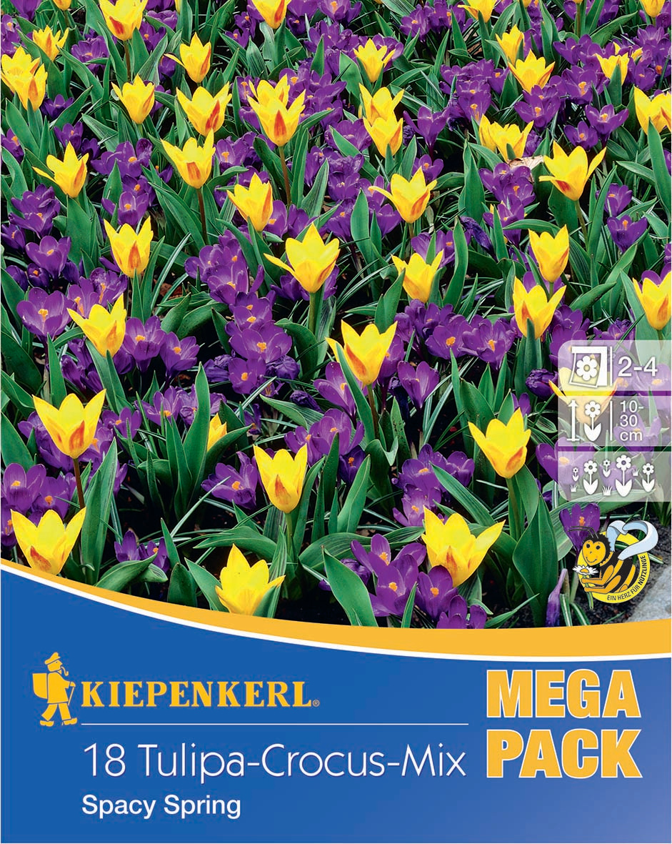 Mega-Pack Tulpen-Krokus Mix Spacy Spring