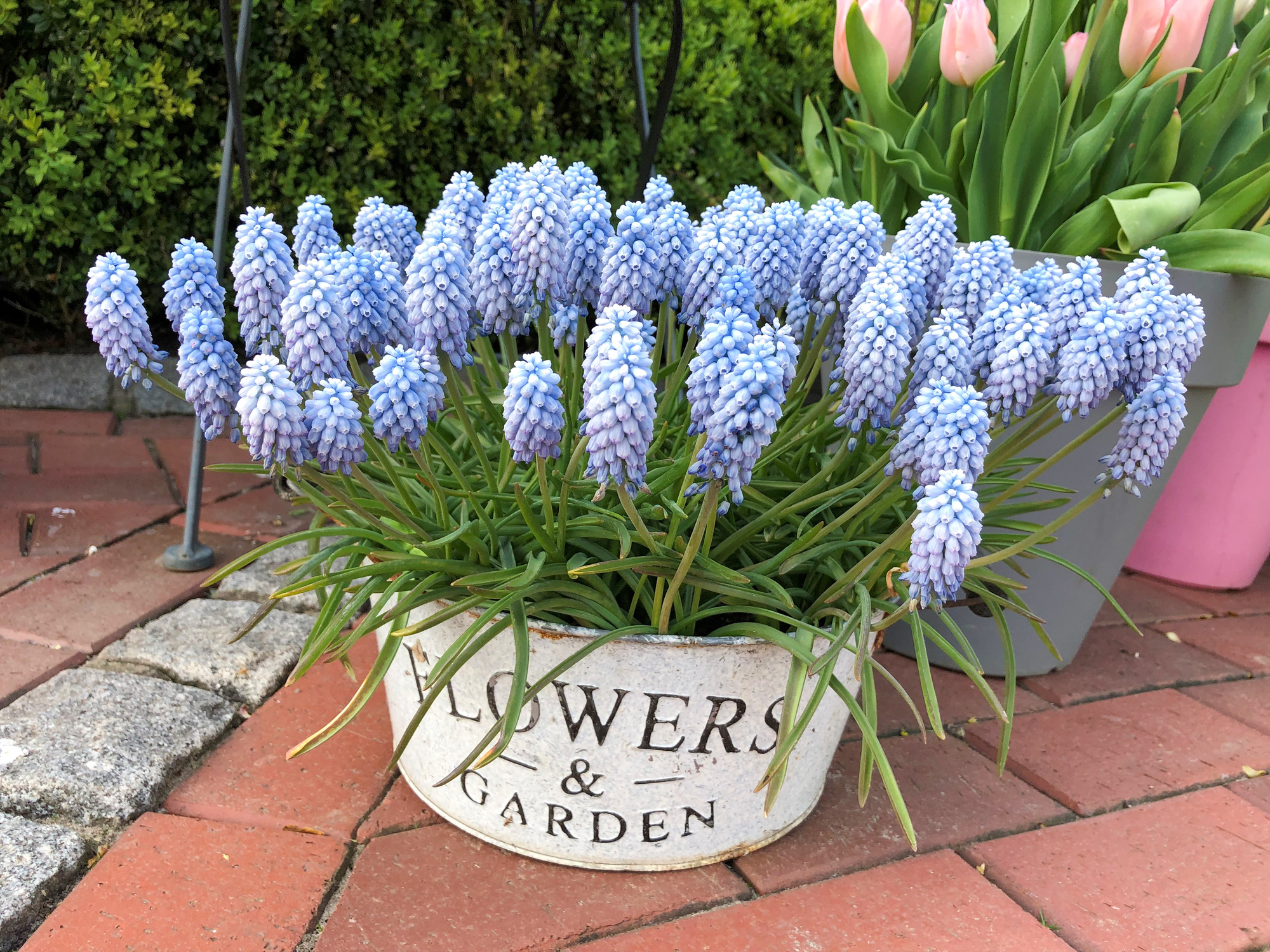 Muscari azureum