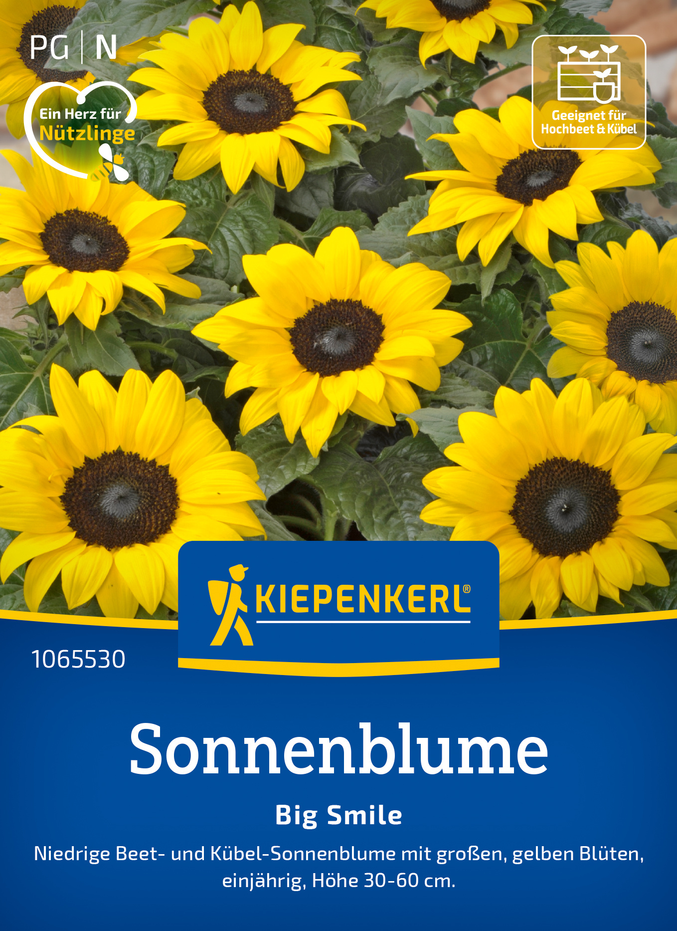 Sonnenblume Big Smile