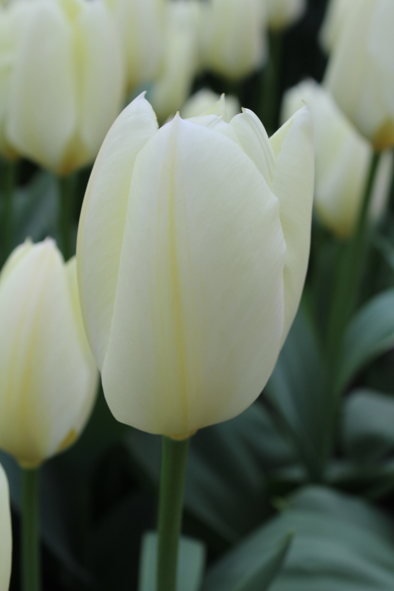 Fosteriana-Tulpen Purissima