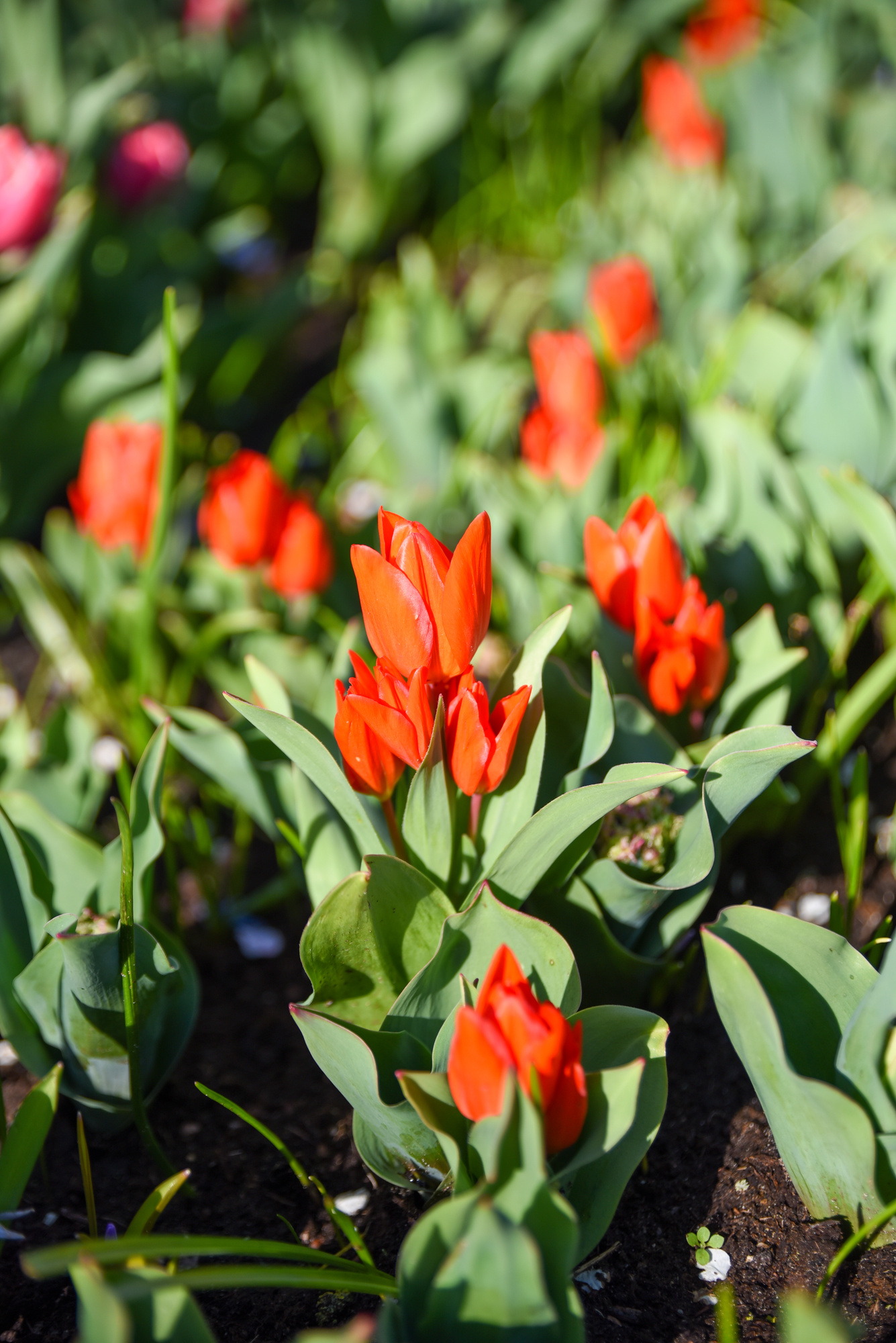 Botanische Tulpen T. praestans Fuselier