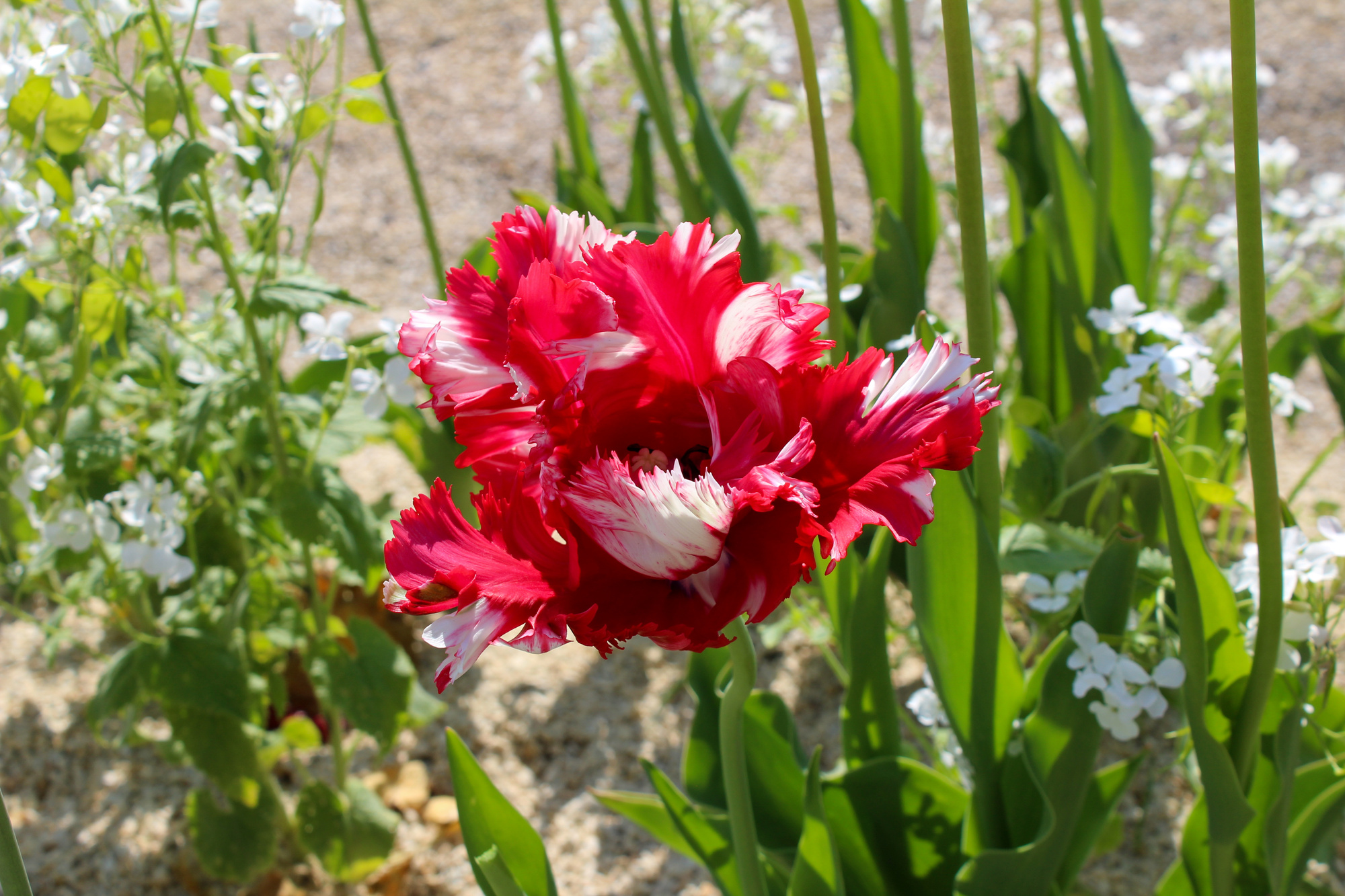 Papagei-Tulpen Estella Rijnveld