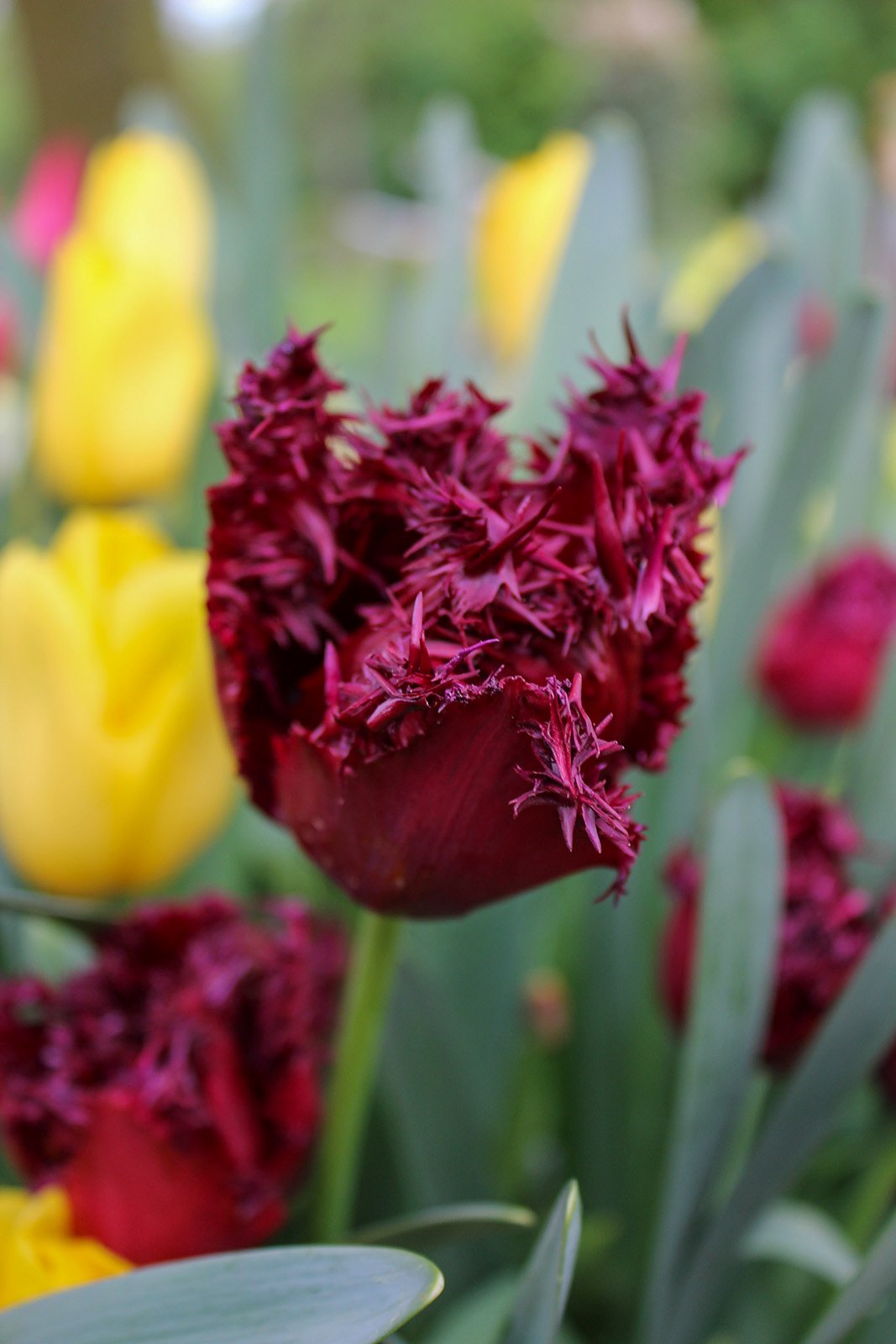 Gefranste Tulpen Labrador