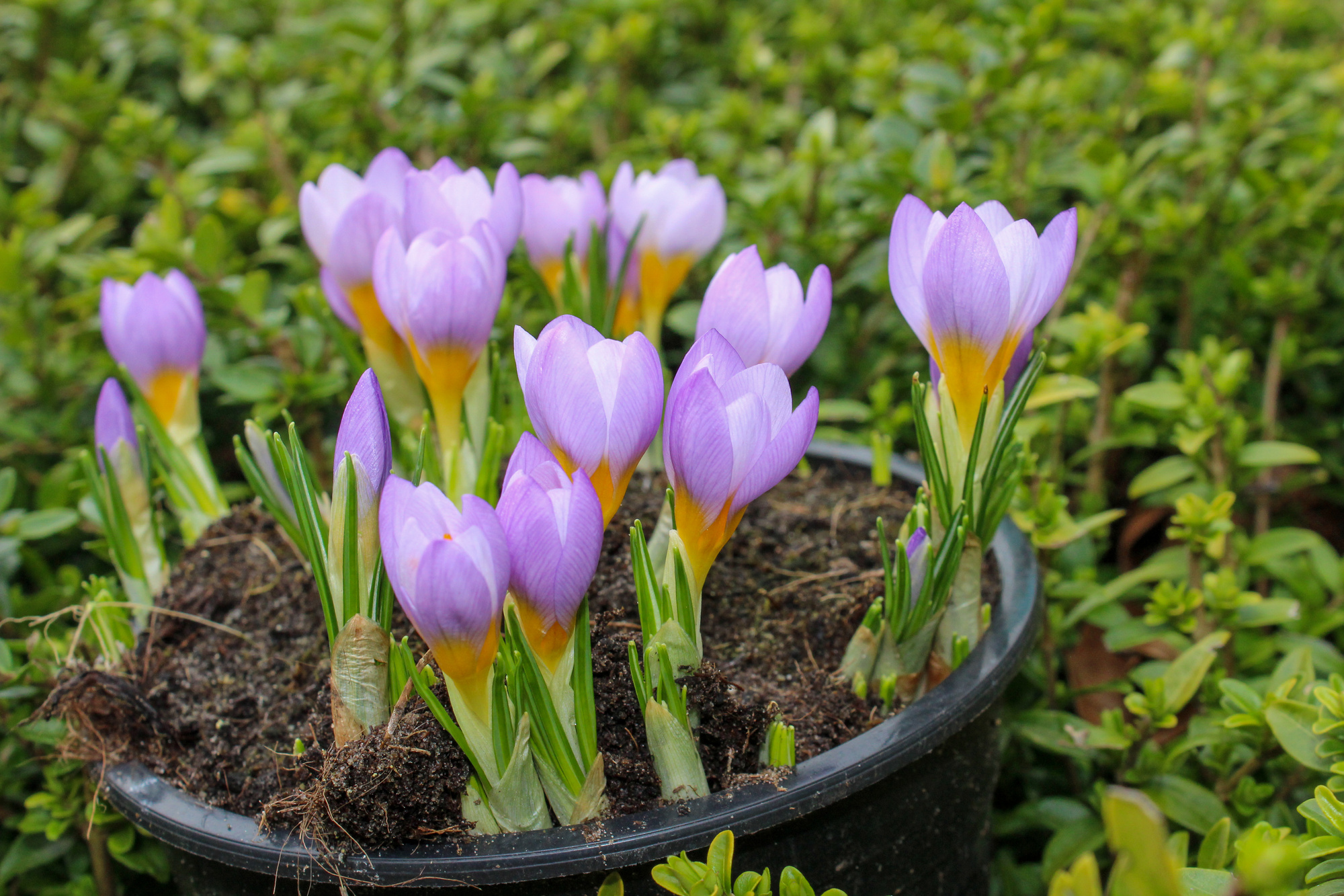 Crocus sieberi Firefly