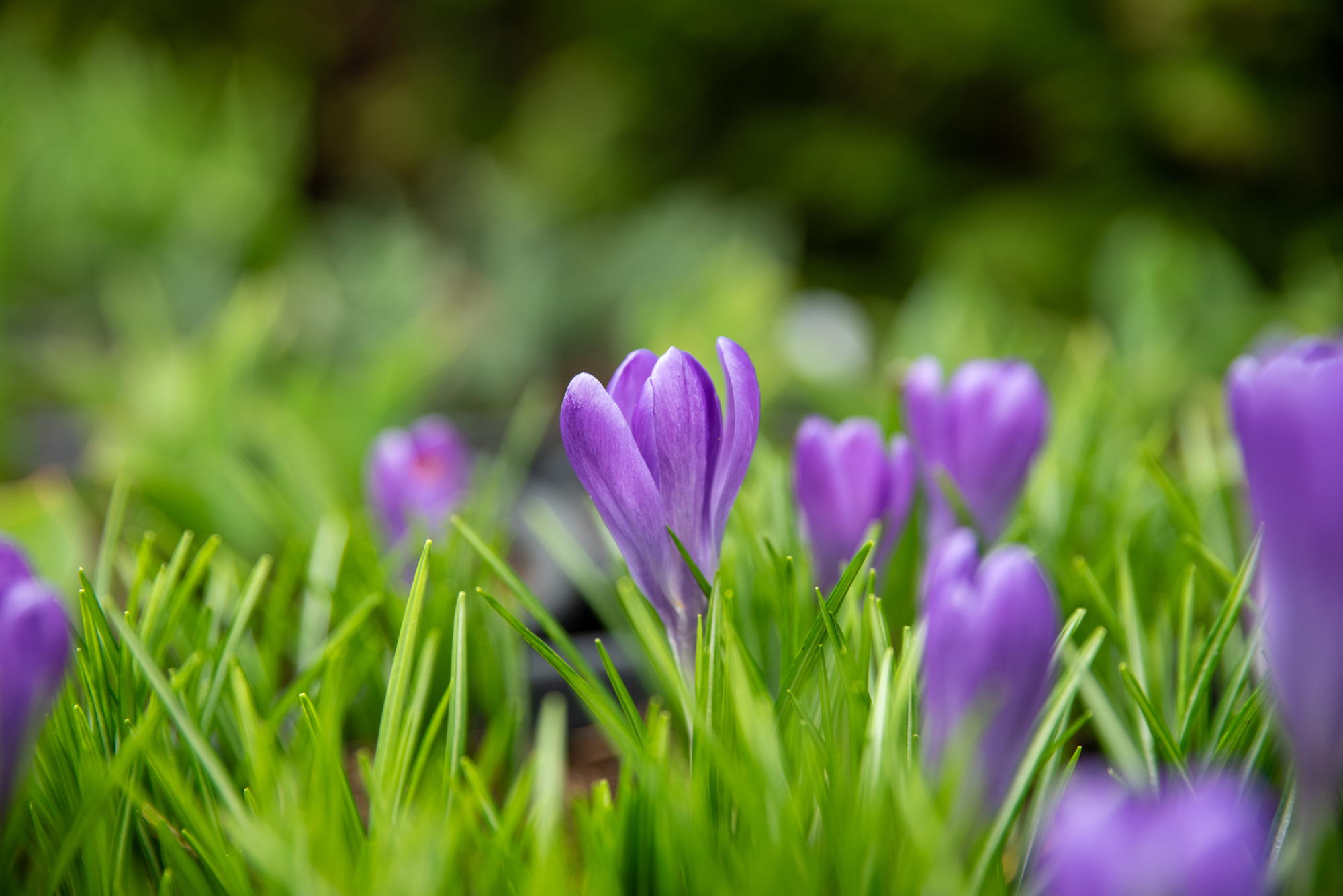 Crocus x cultorum Blue Ocean