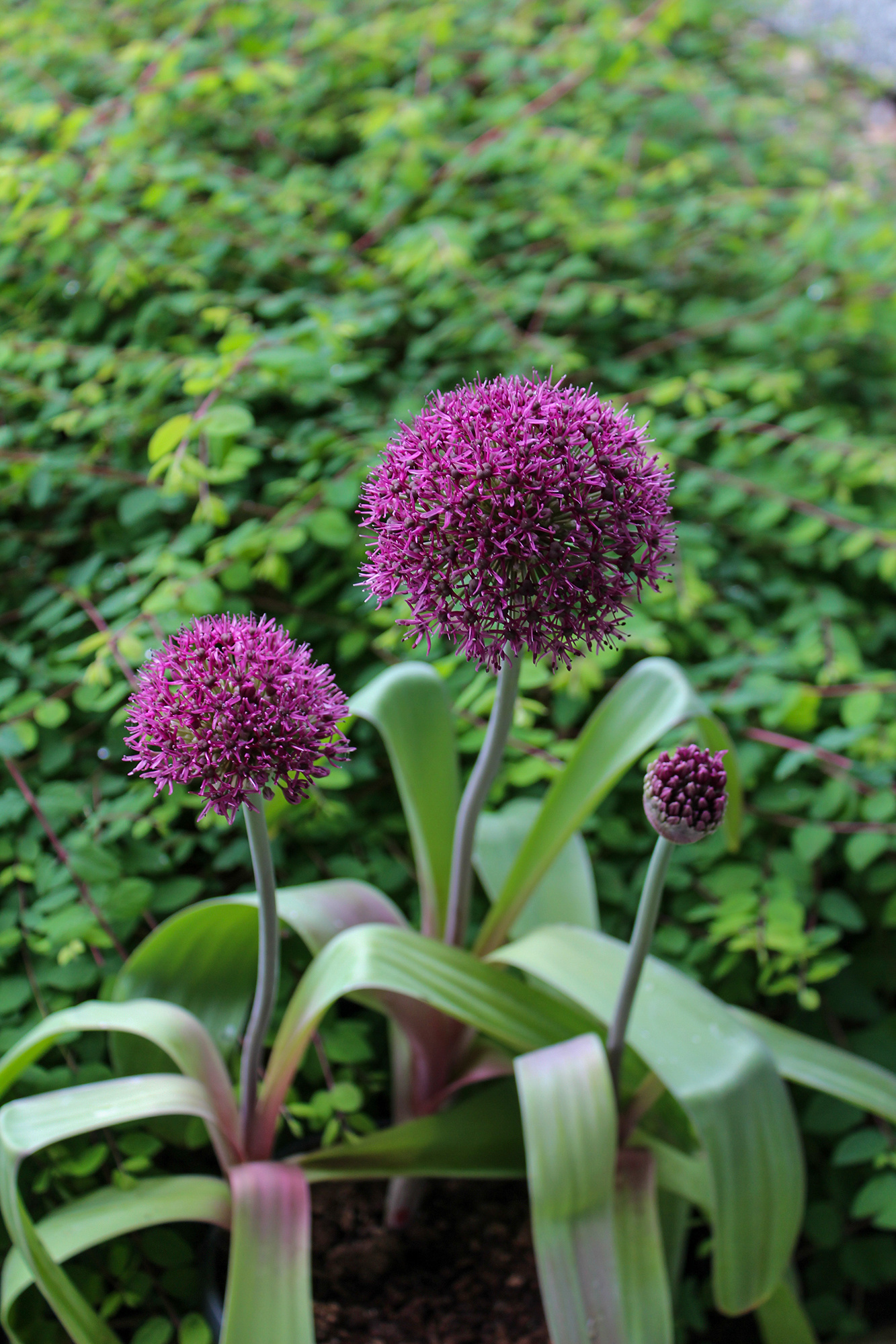 Allium Ostara