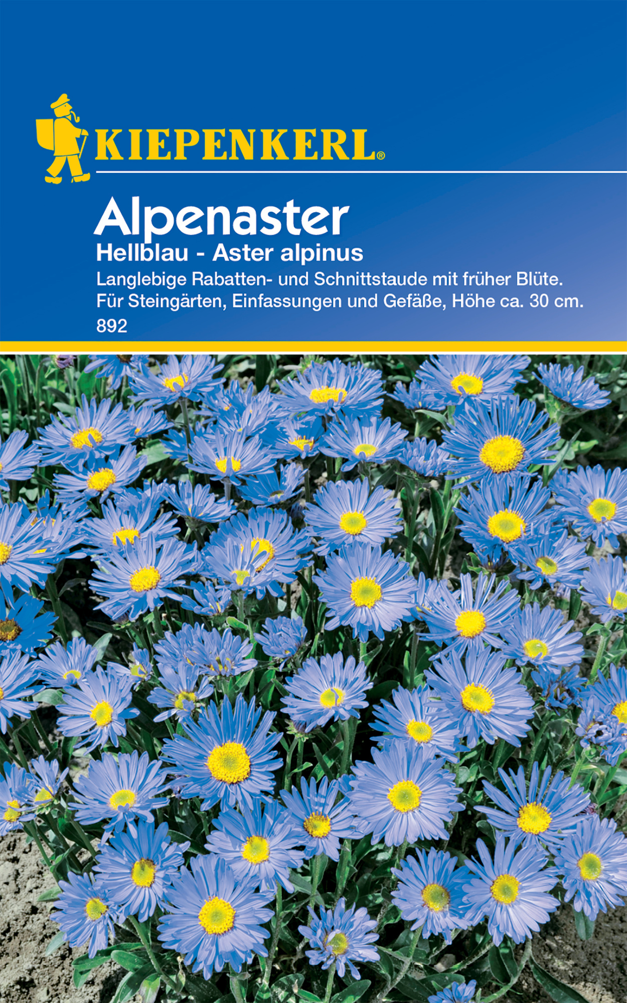 Alpenaster Hellblau