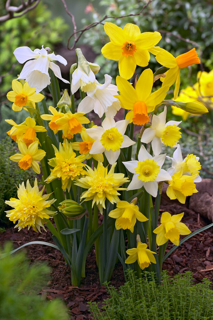 Narzissen Botanische Mischung