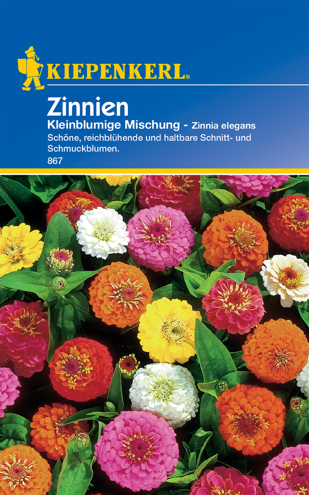 Zinnie Kleinblumige Mischung