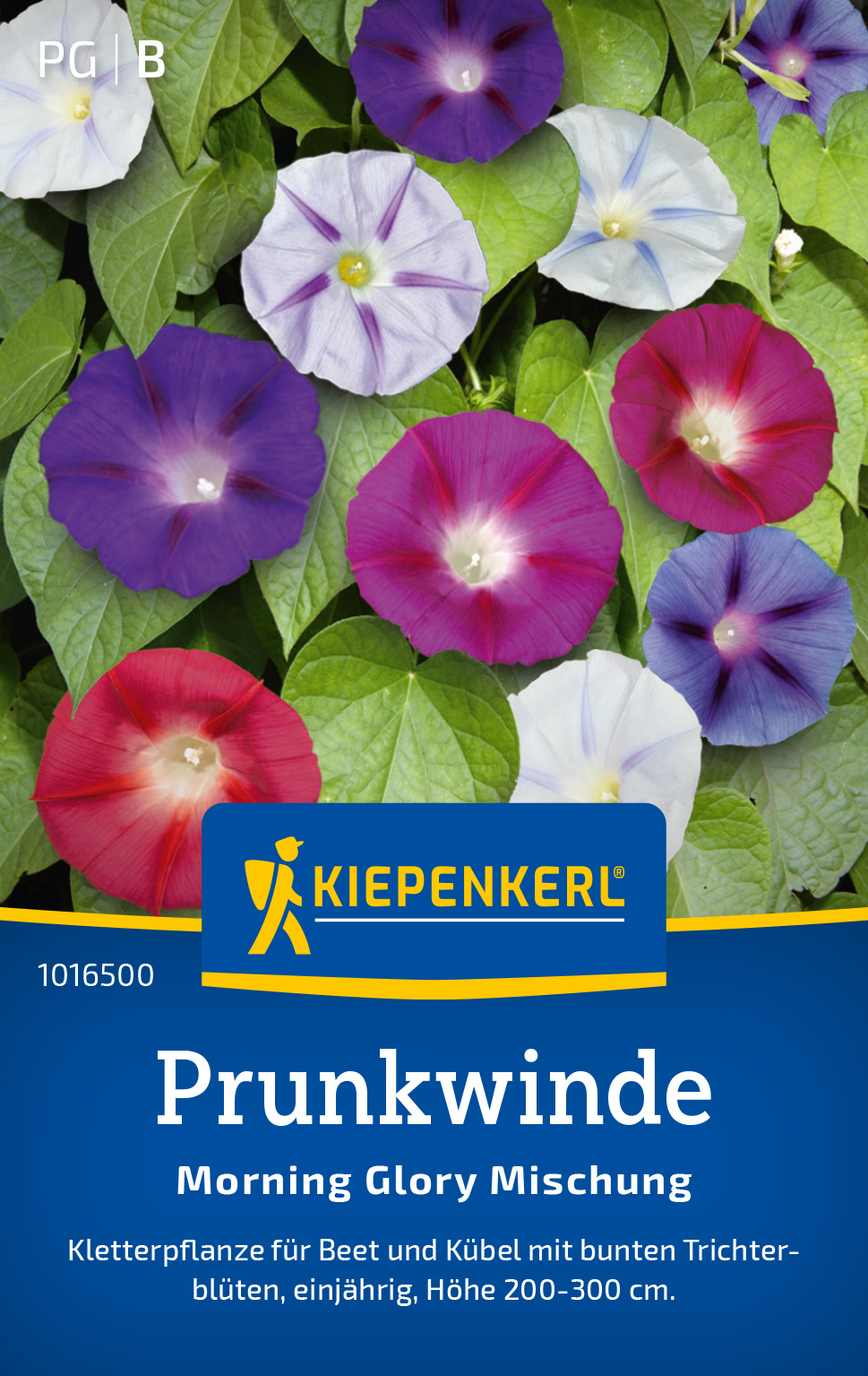 Prunkwinde Morning Glory Mischung