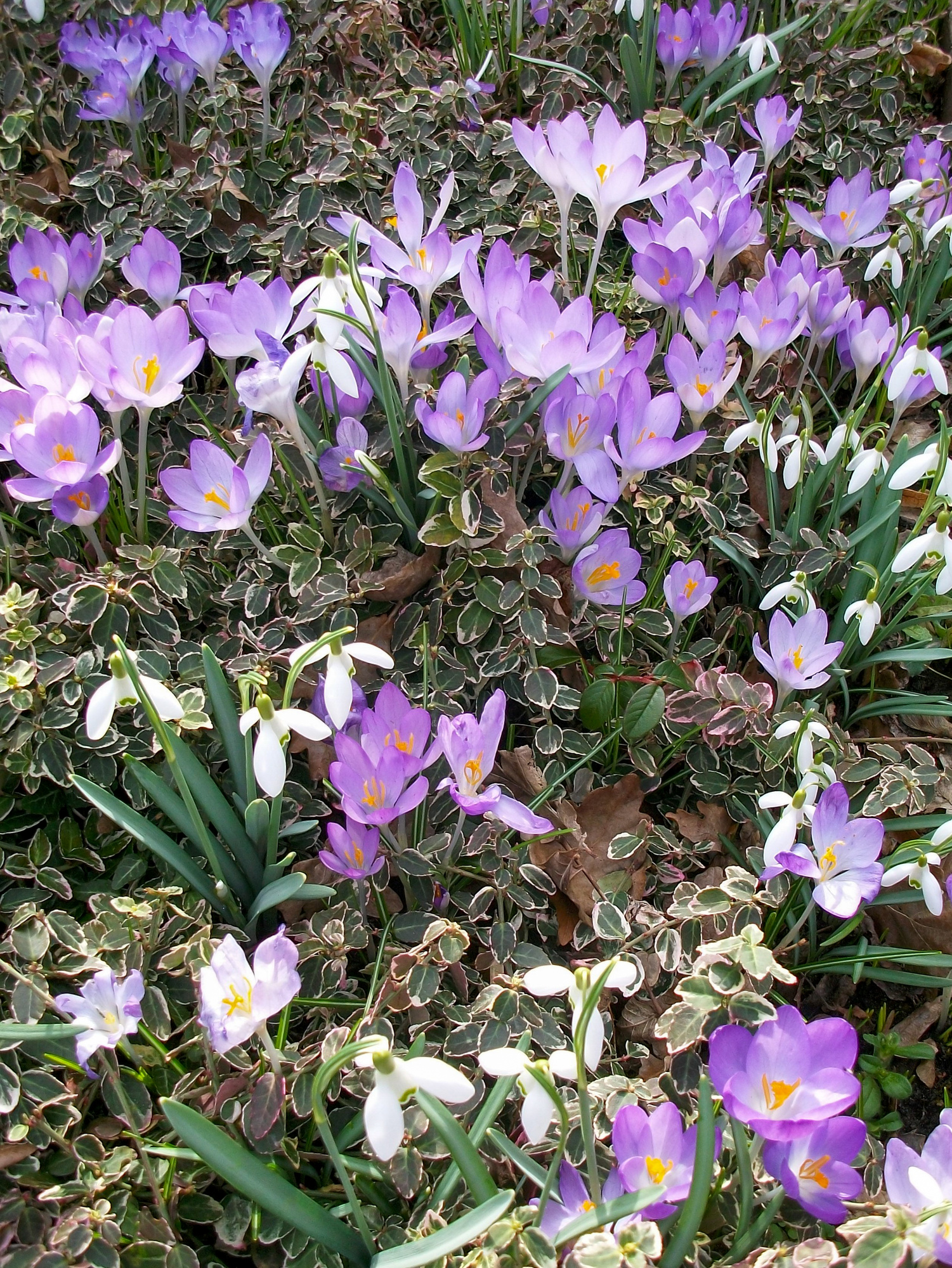 Crocus tommasinianus Roseus