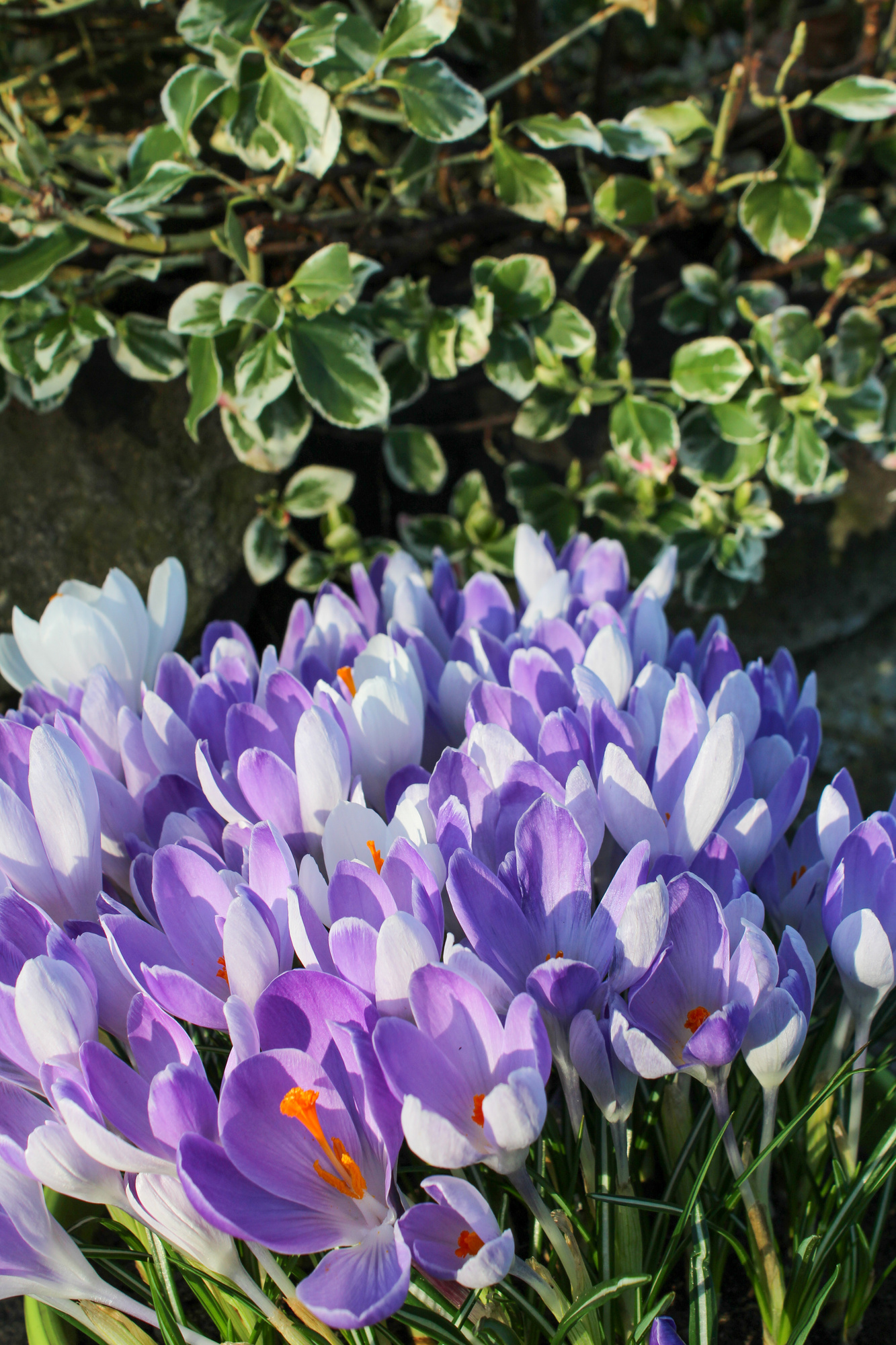 Crocus vernus Vanguard