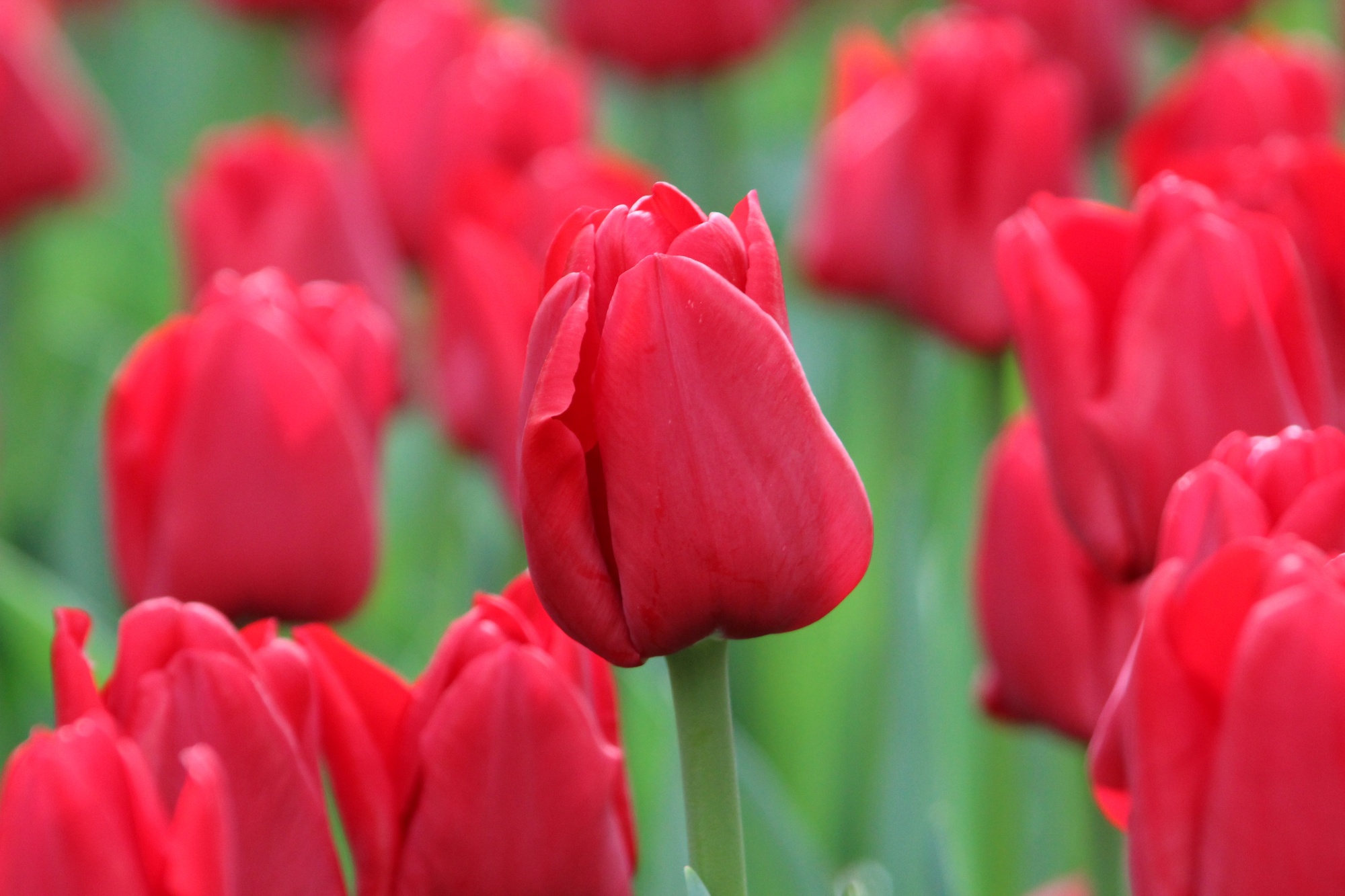 Einfache Späte Tulpen Ile de France