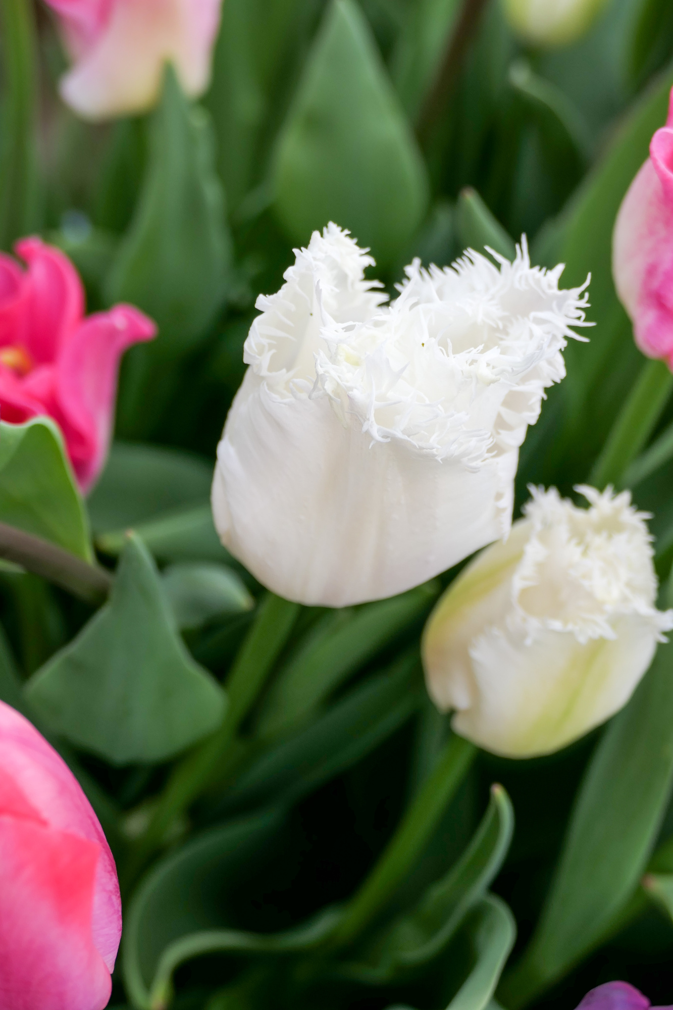 Gefranste Tulpen Swan Wings