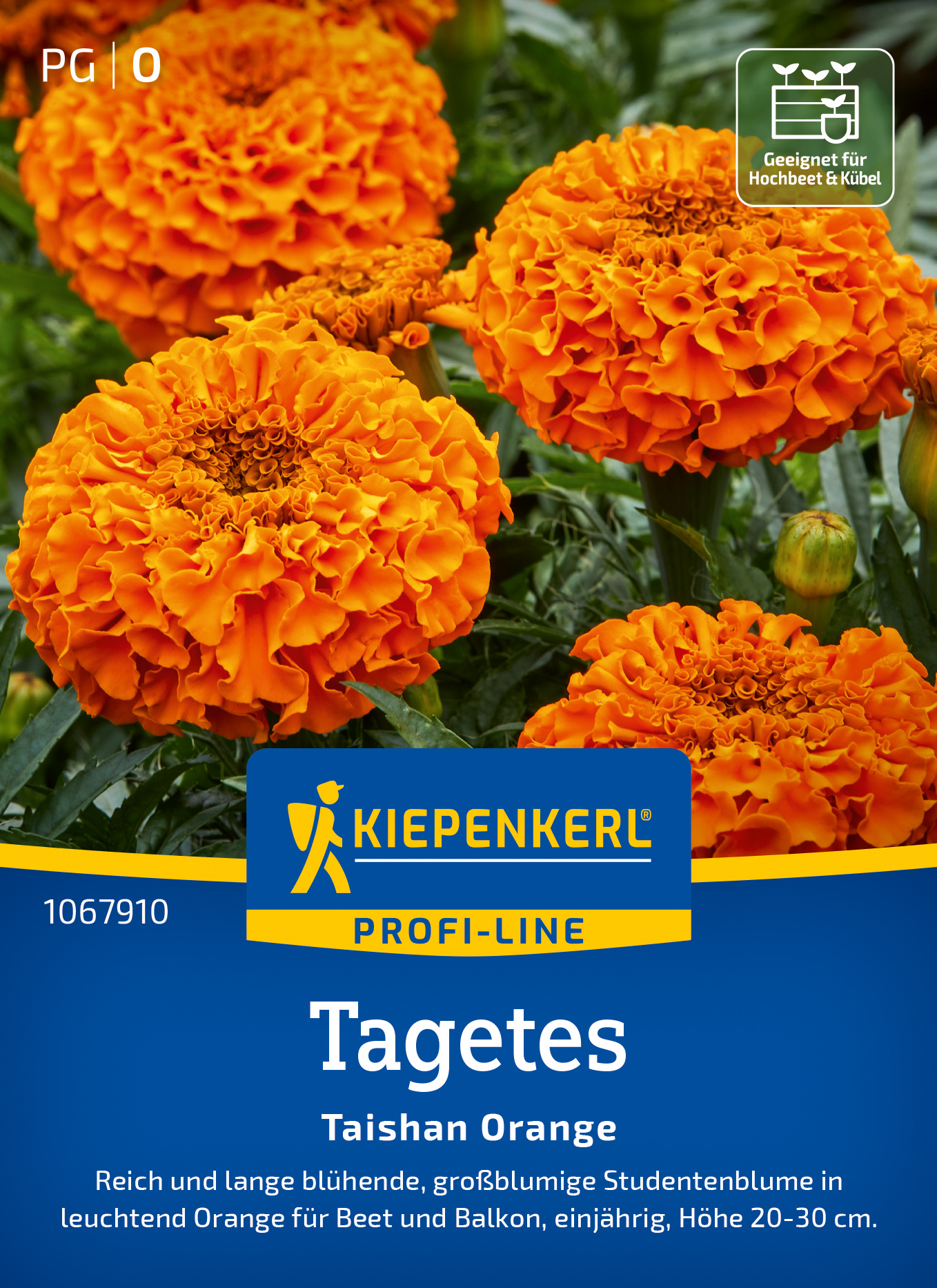 Tagetes Taishan Orange, F1