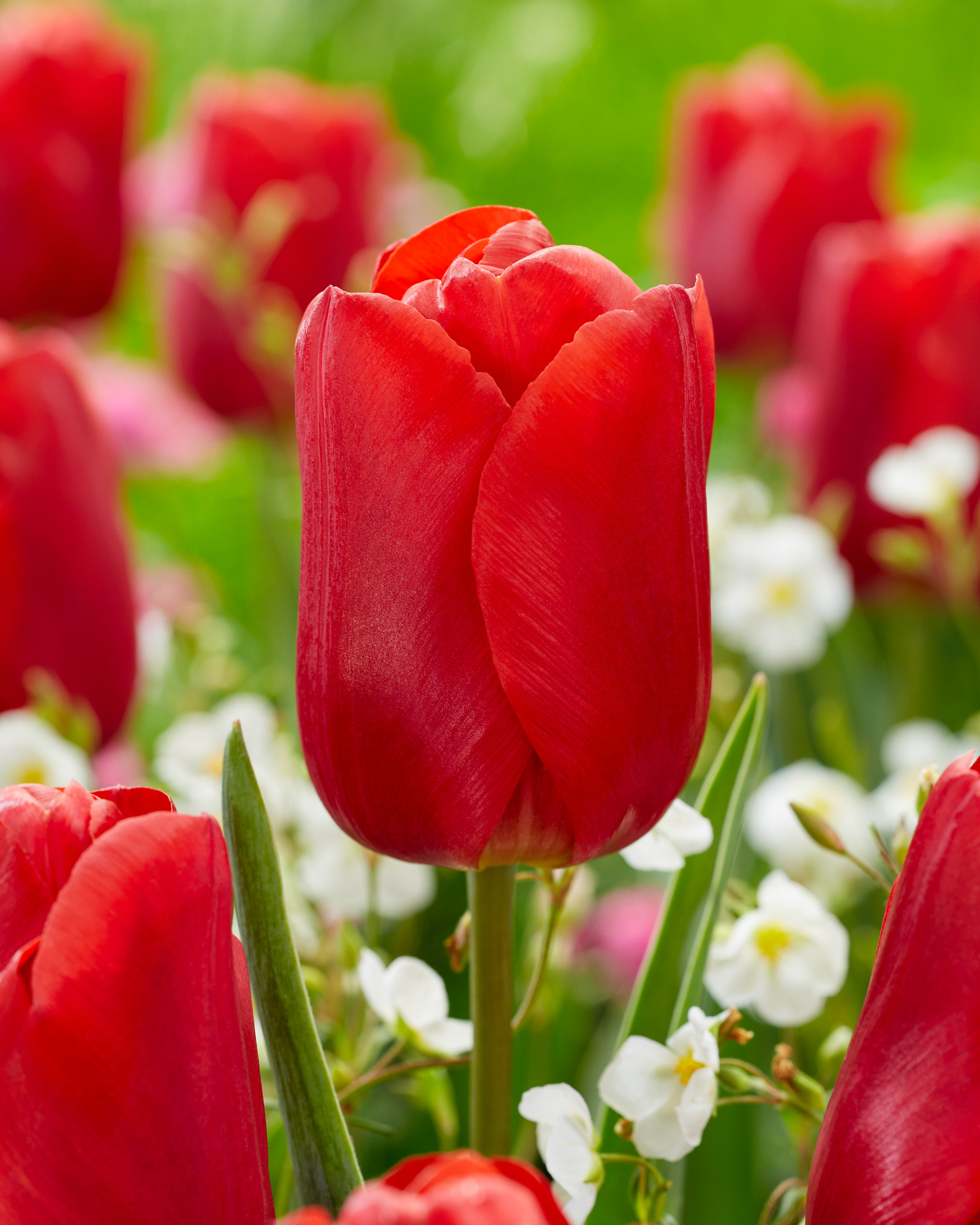 Triumph-Tulpen Red Jimmy