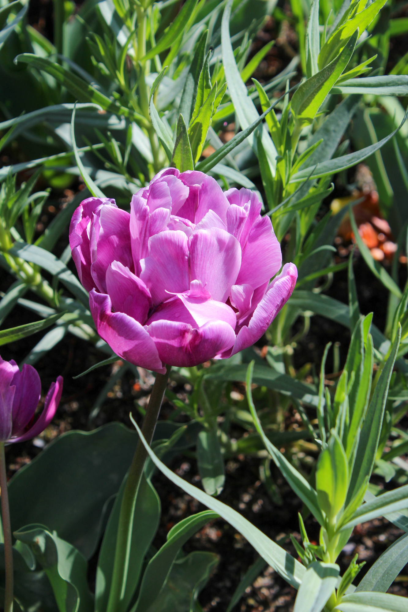 Gefüllte Späte Tulpen Blue Diamond