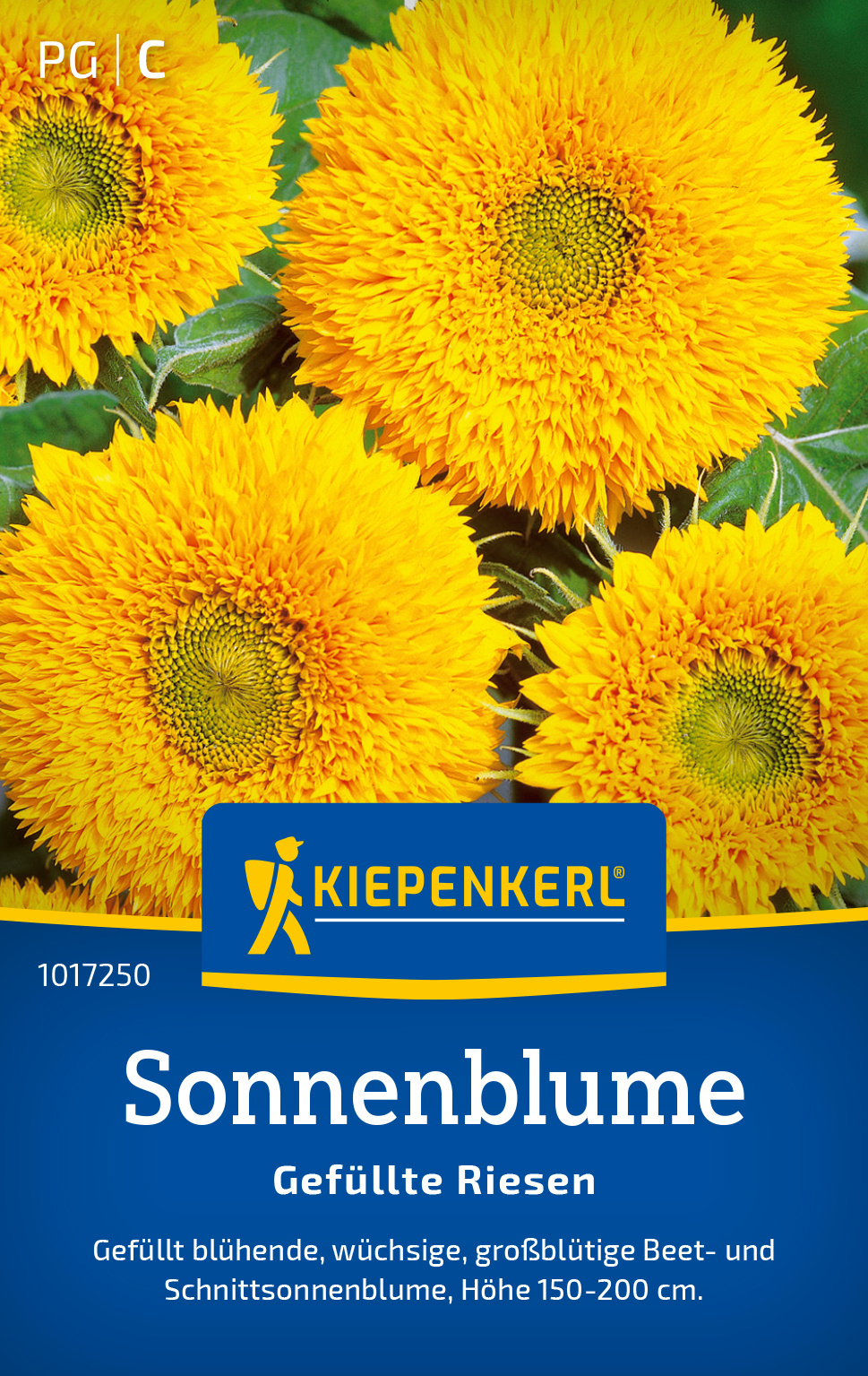 Sonnenblume Gefüllte Riesen