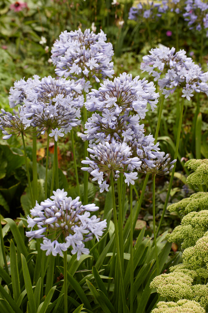 Agapanthus Lilac Flash