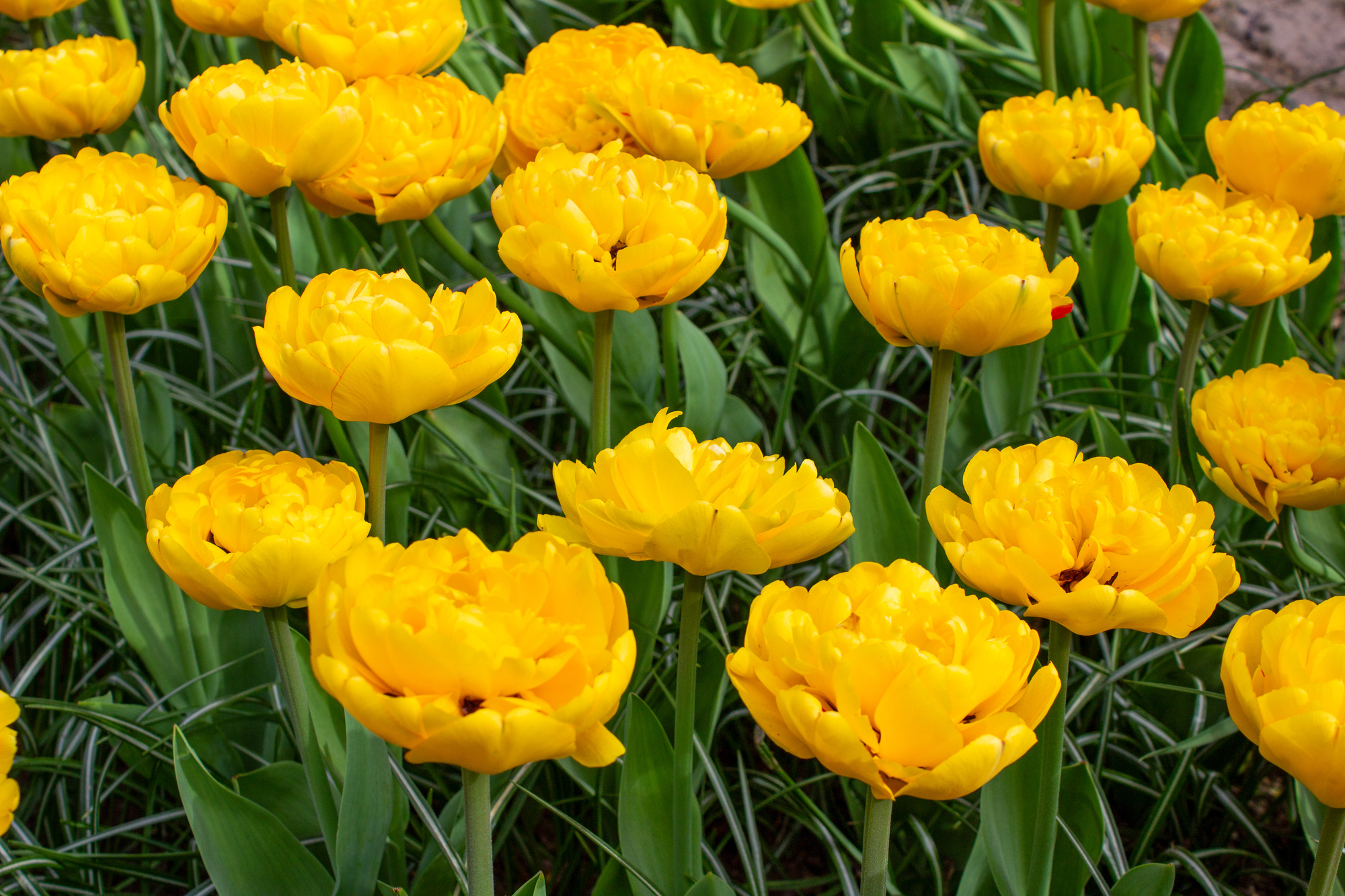 Gefüllte Späte Tulpen Yellow Pompenette
