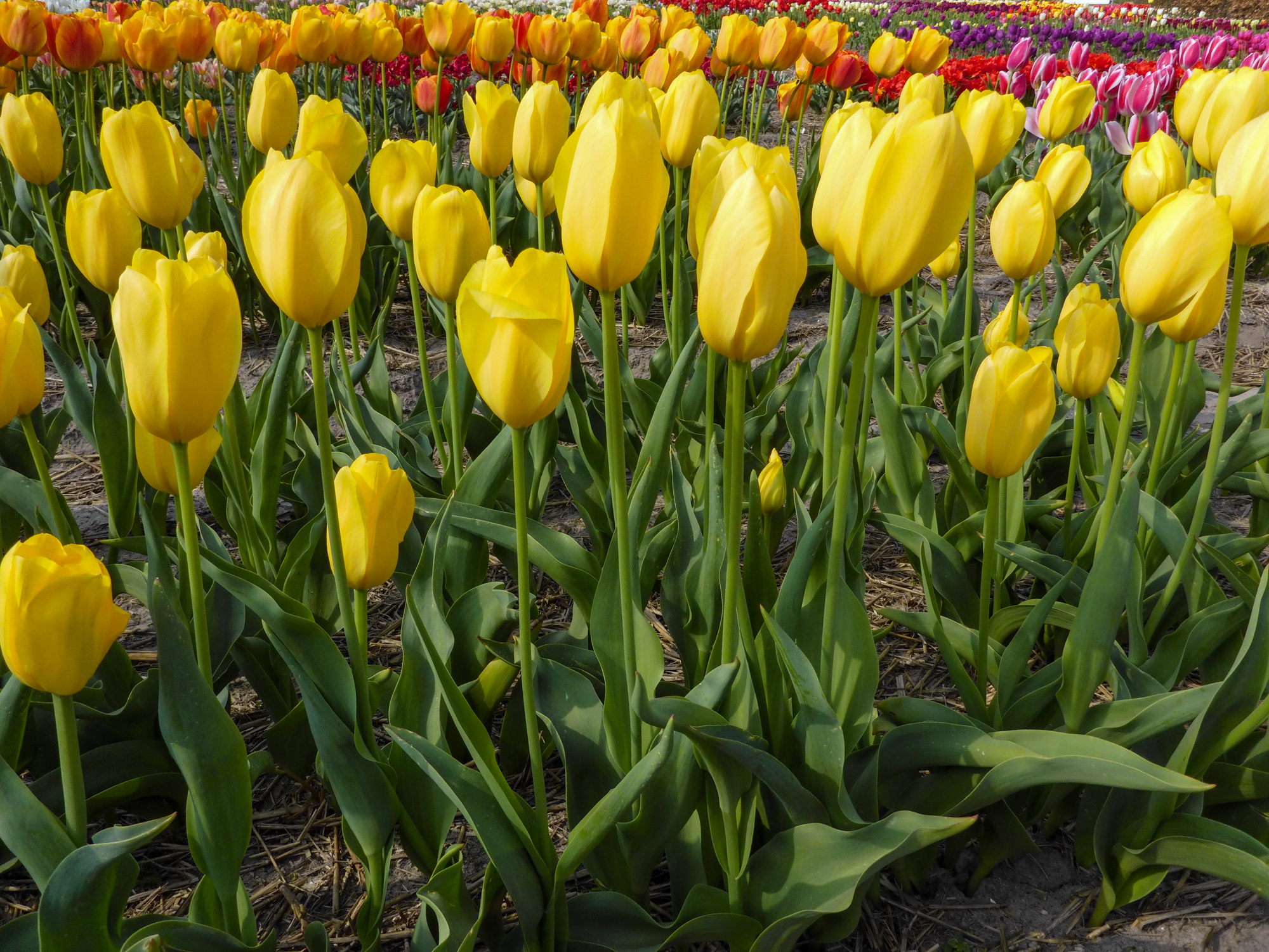 Einfache Späte Tulpen Big Smile