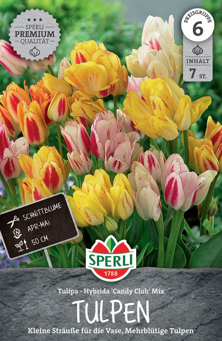 Premium Einfache Späte Tulpe Candy Club Mix