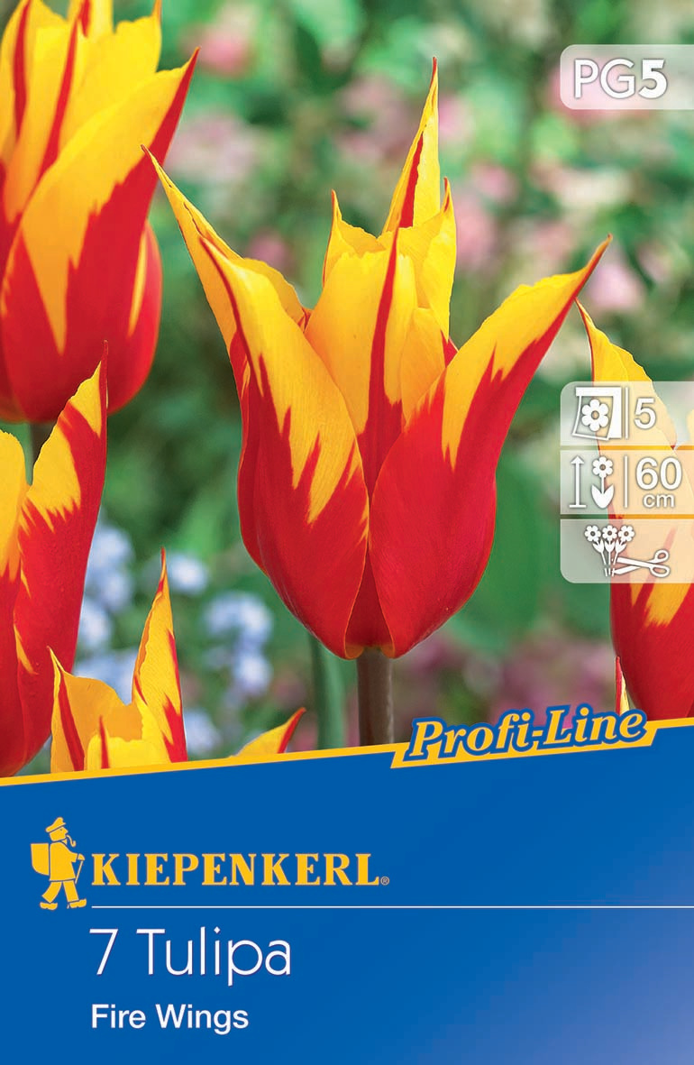 Profi-Line Lilienblütige Tulpe Fire Wings