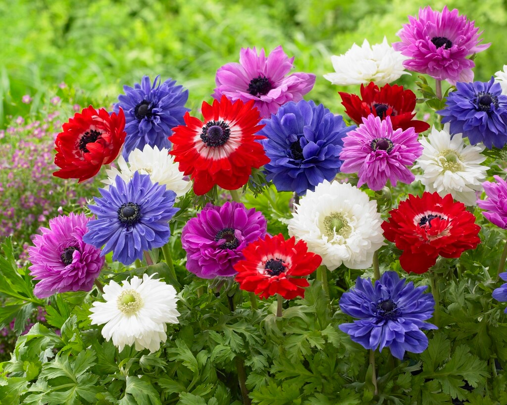 Anemone coronaria St. Brigid