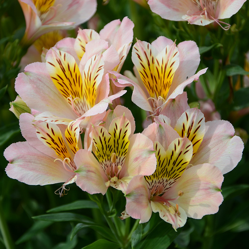 Alstroemeria Junon