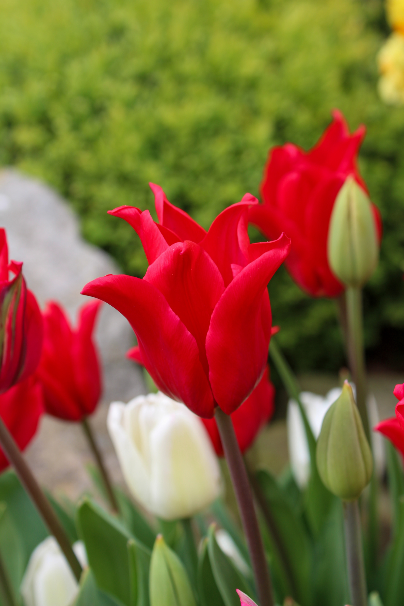 Lilienblütige Tulpen Pretty Woman