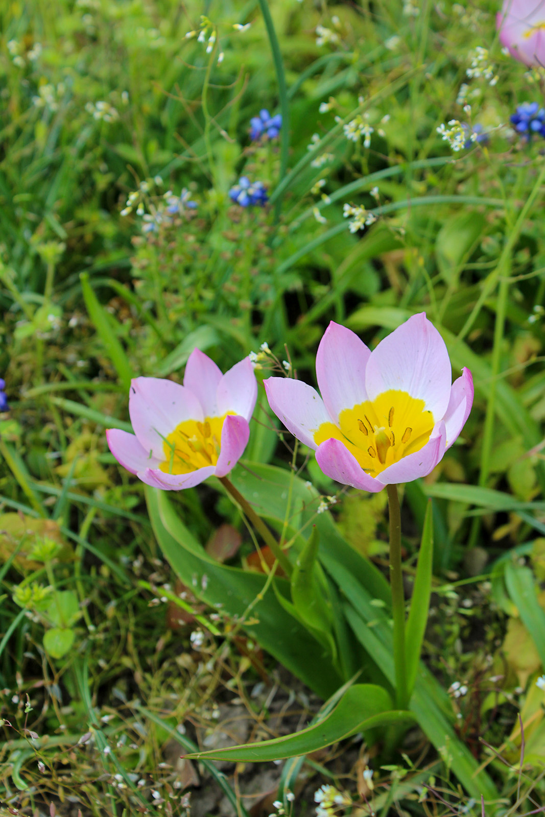 Botanische Tulpen T. saxatilis (syn. T. bakeri)