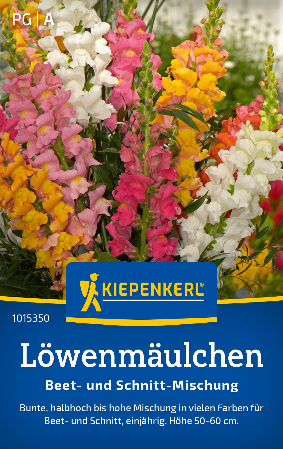 Löwenmäulchen