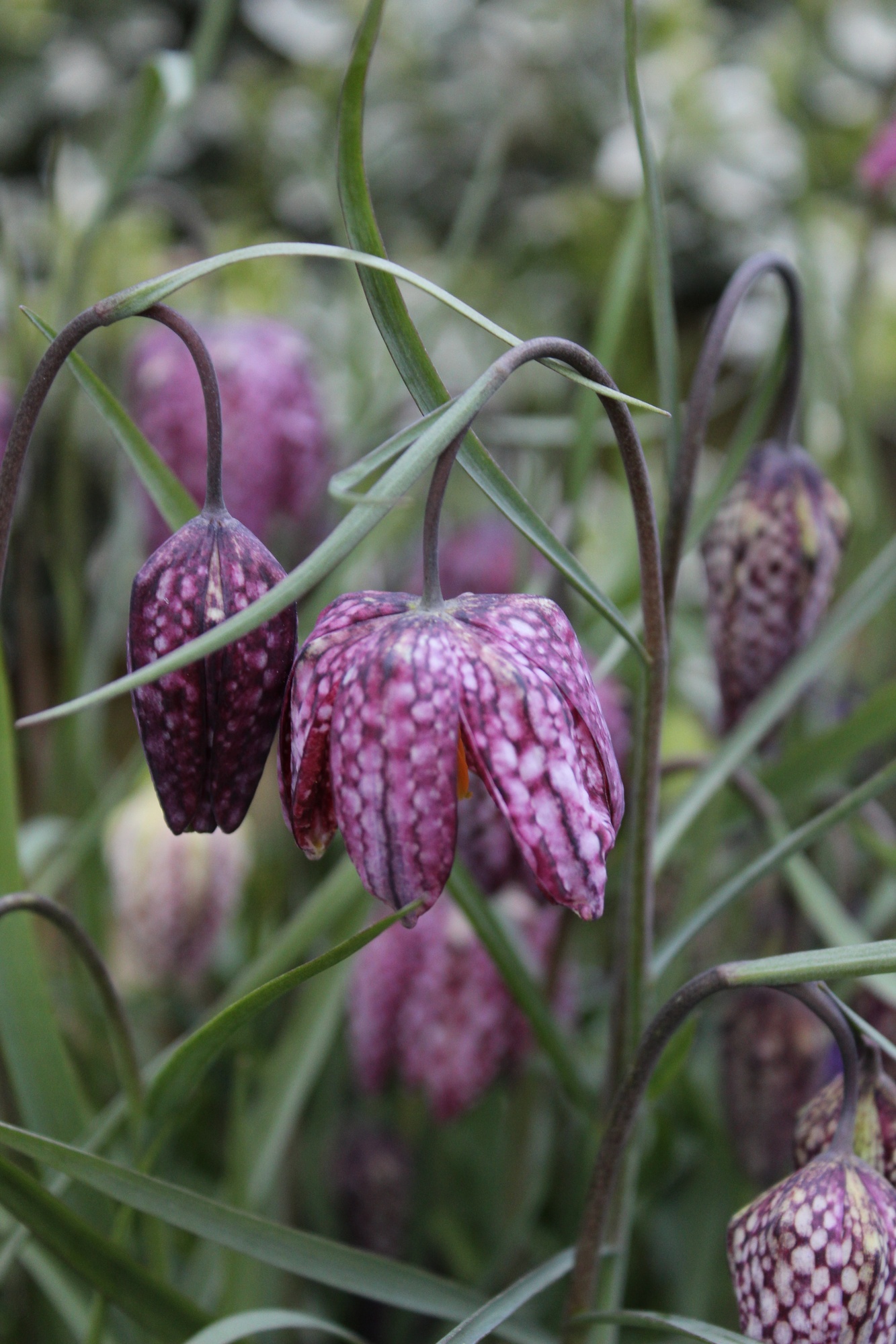 Fritillaria meleagris