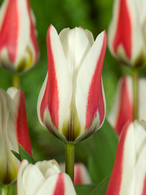 Fosteriana-Tulpen Border Legend