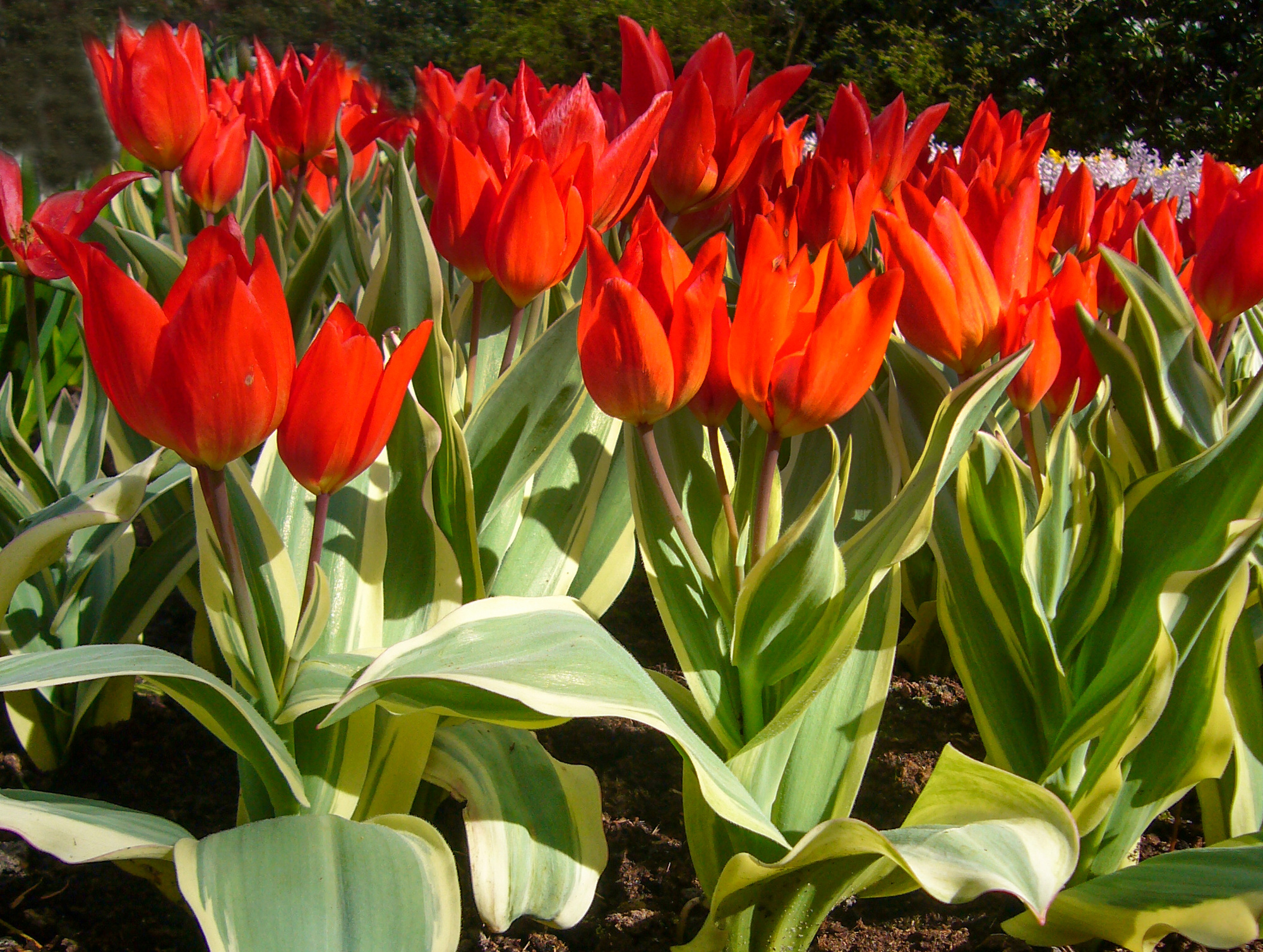 Botanische Tulpen T. praestans Unicum