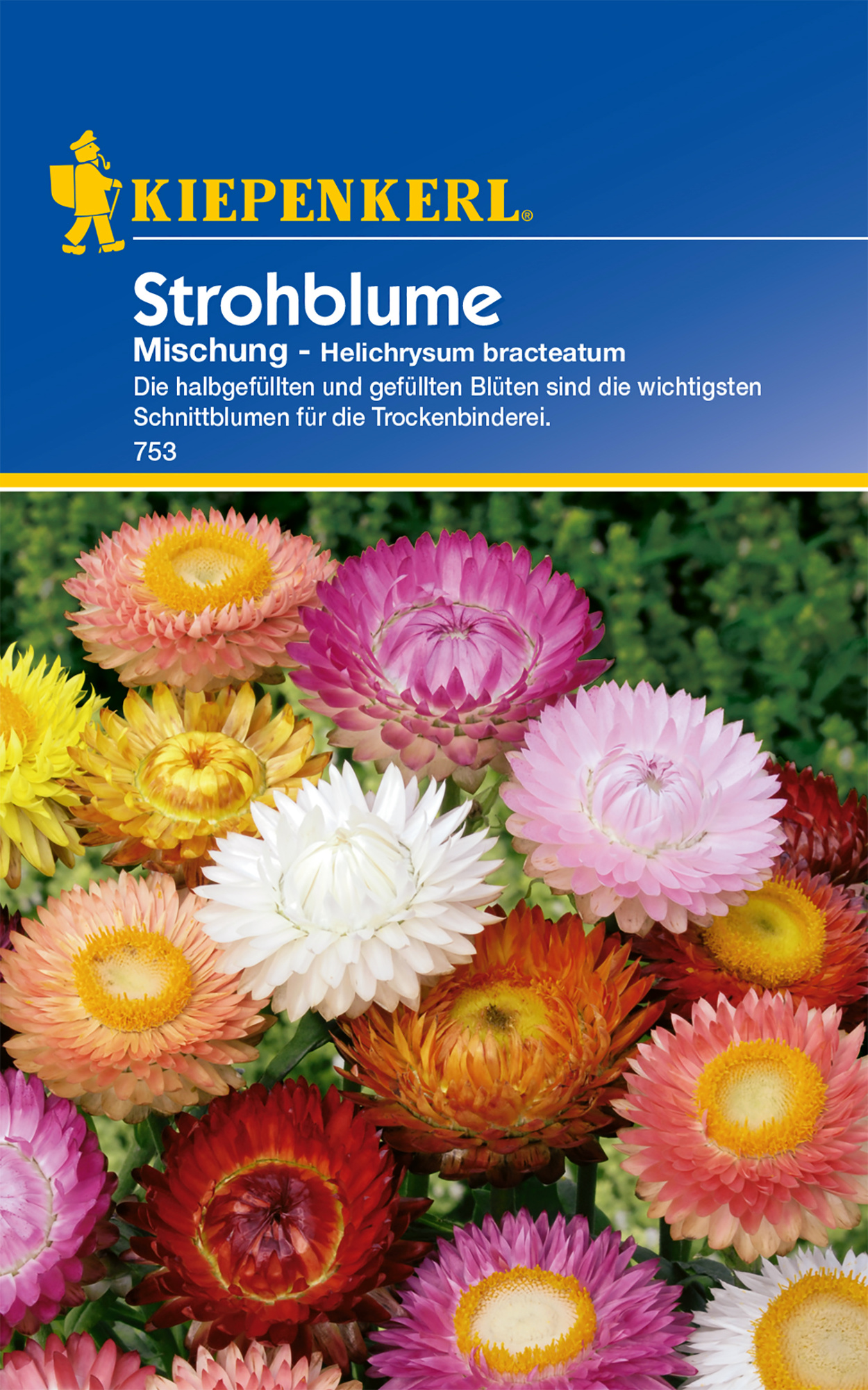 Strohblume Mischung