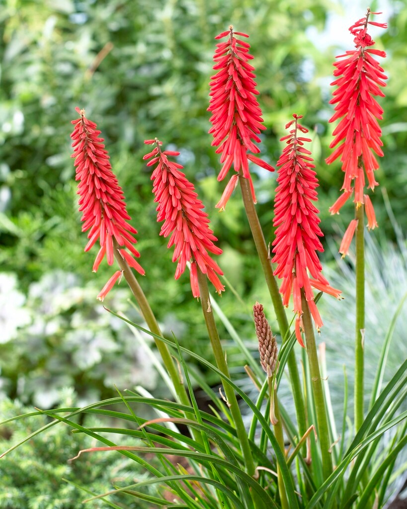 Kniphofia-Hybride Red Rocket