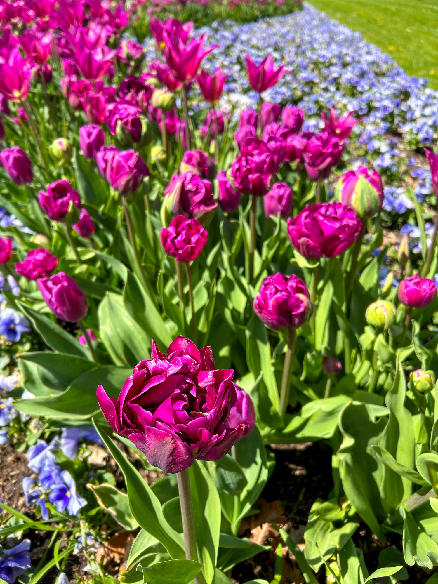 Gefüllte Späte Tulpen Negrita Double