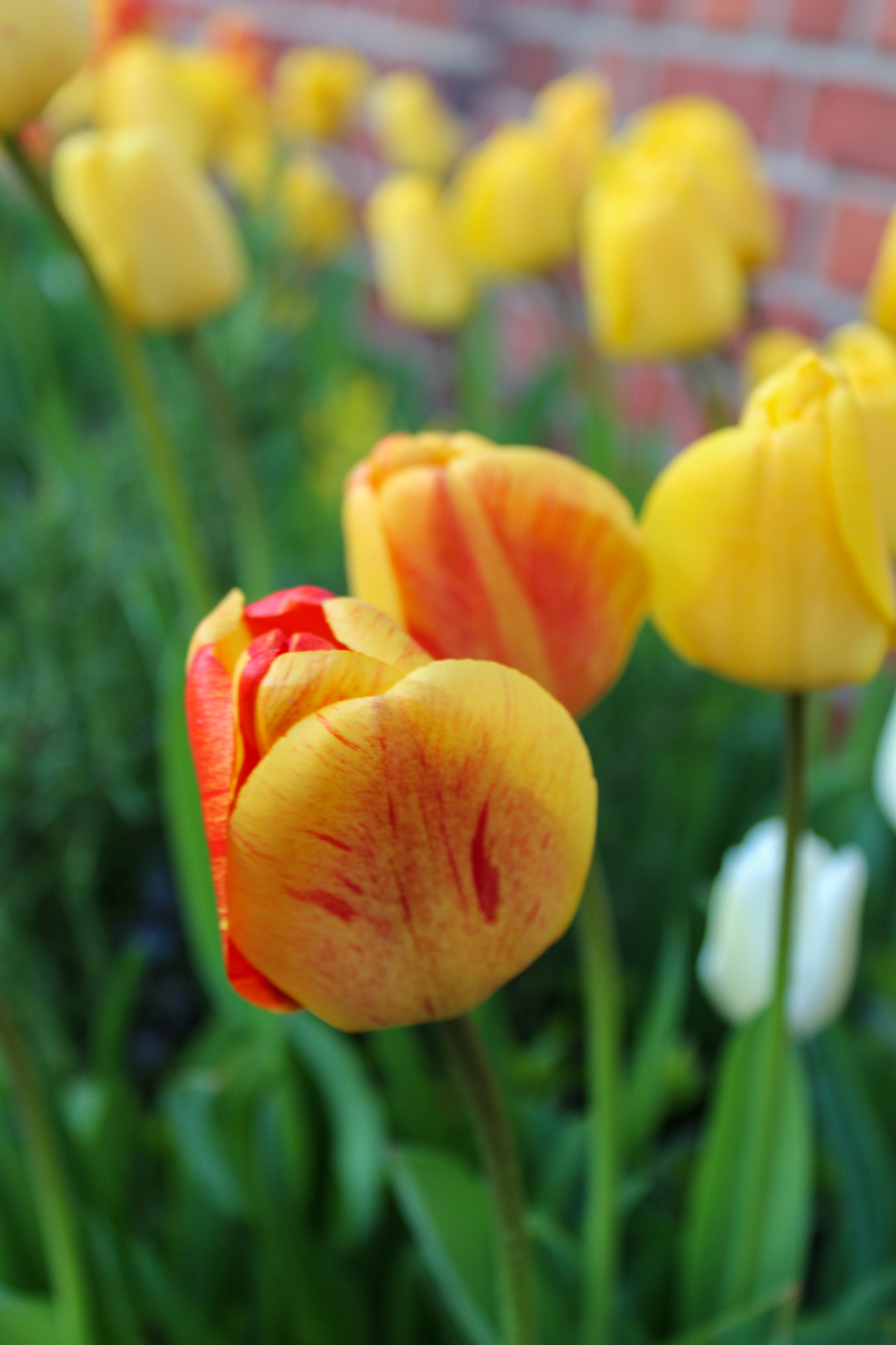 Darwin-Hybrid-Tulpen Beauty of Apeldoorn