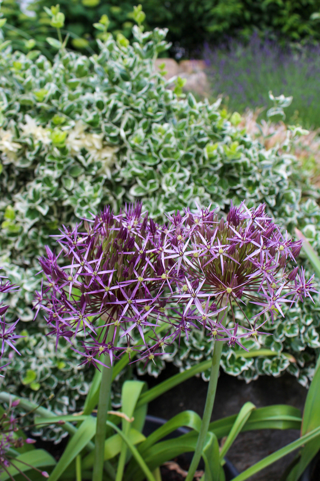 Allium christophii