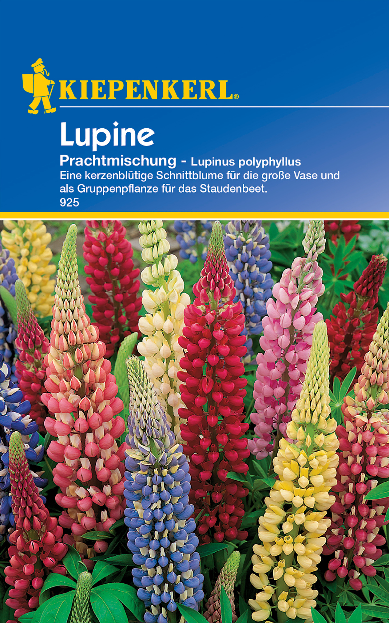 Lupine Prachtmischung