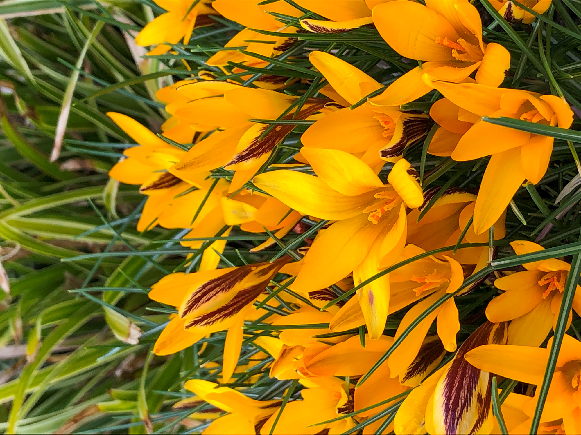 Crocus angustifolius