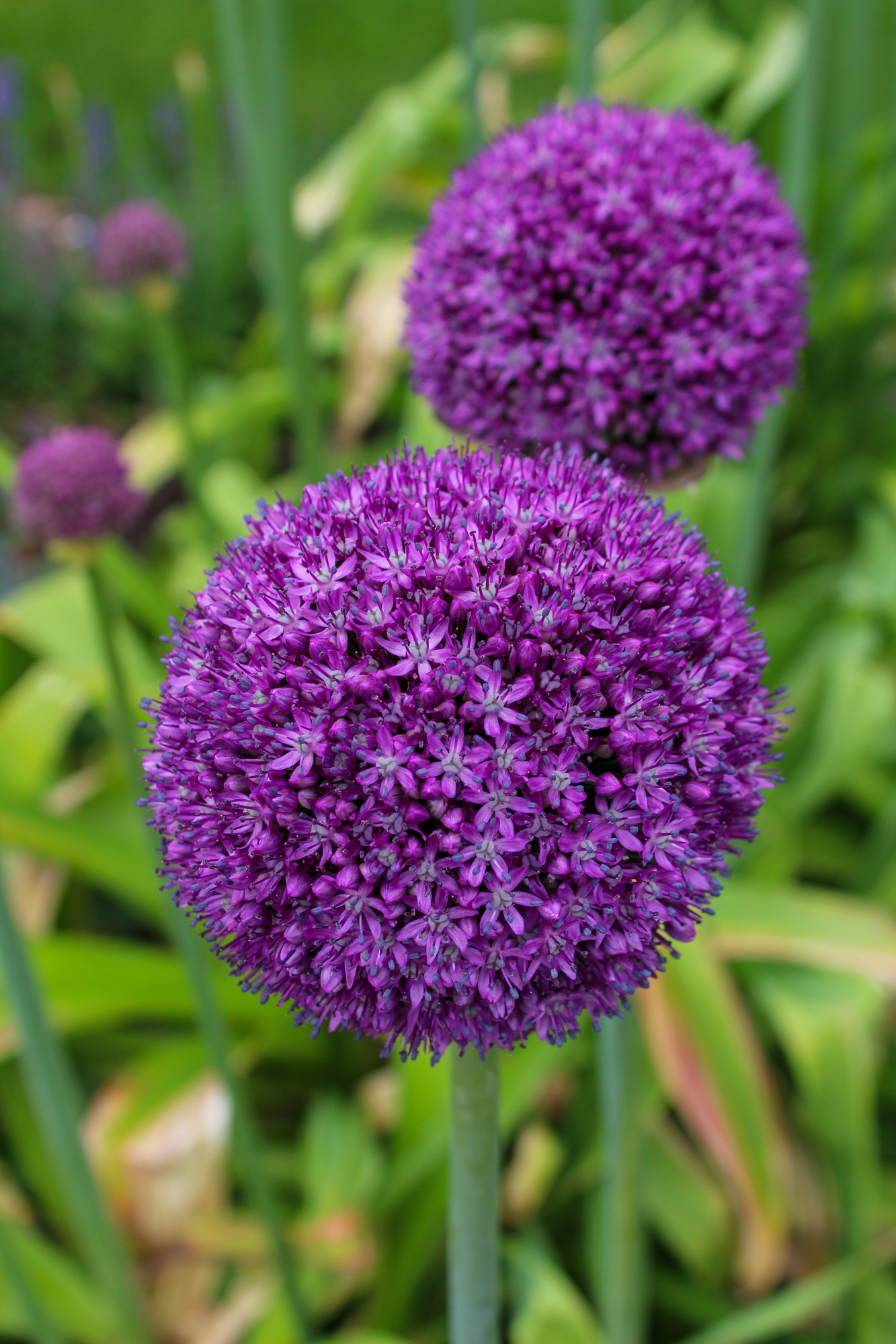 Allium giganteum