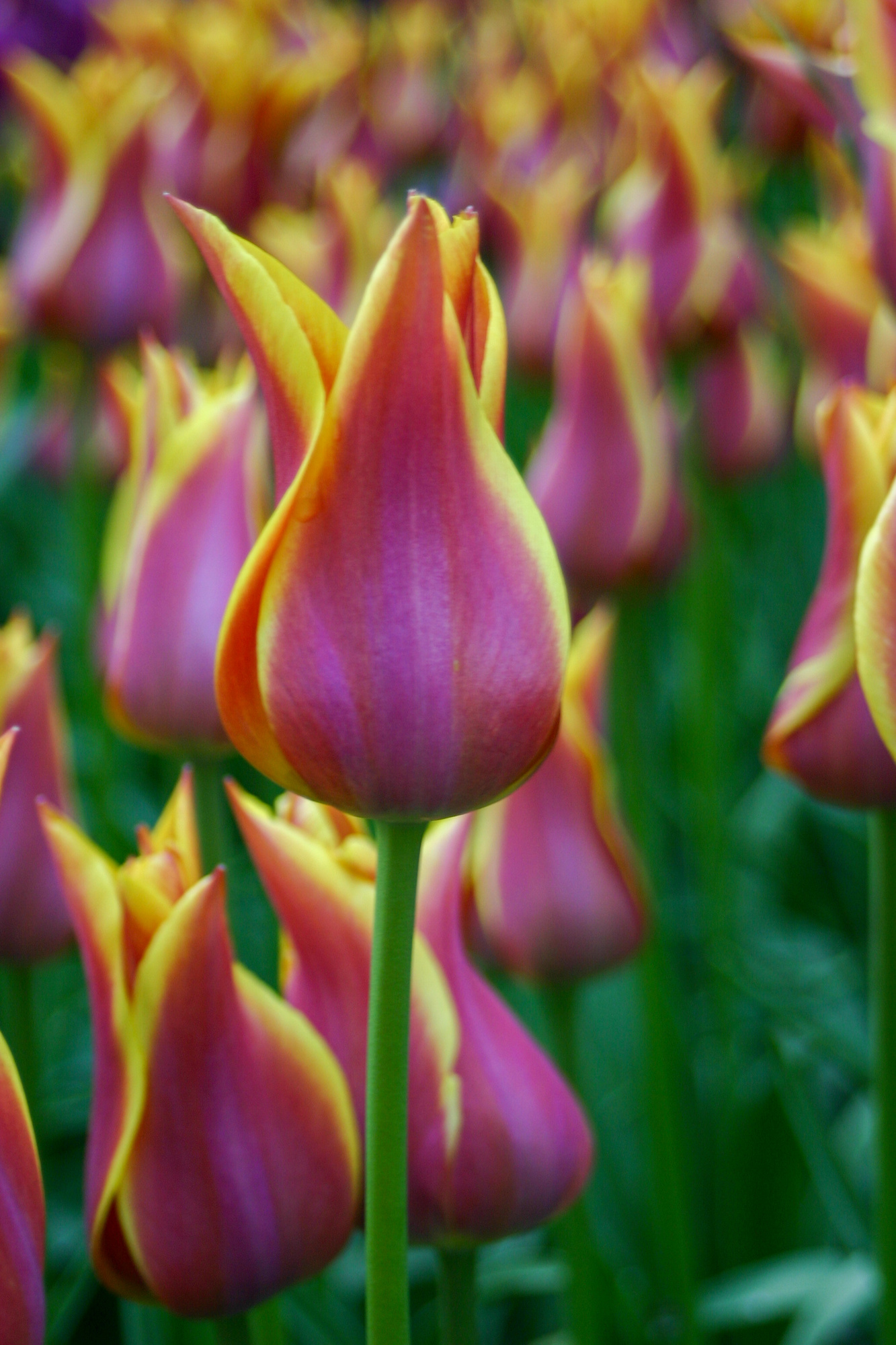 Lilienblütige Tulpen Sonnet