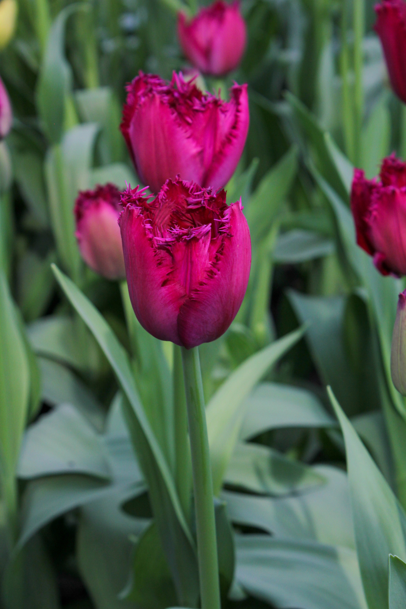 Gefranste Tulpen Curly Sue