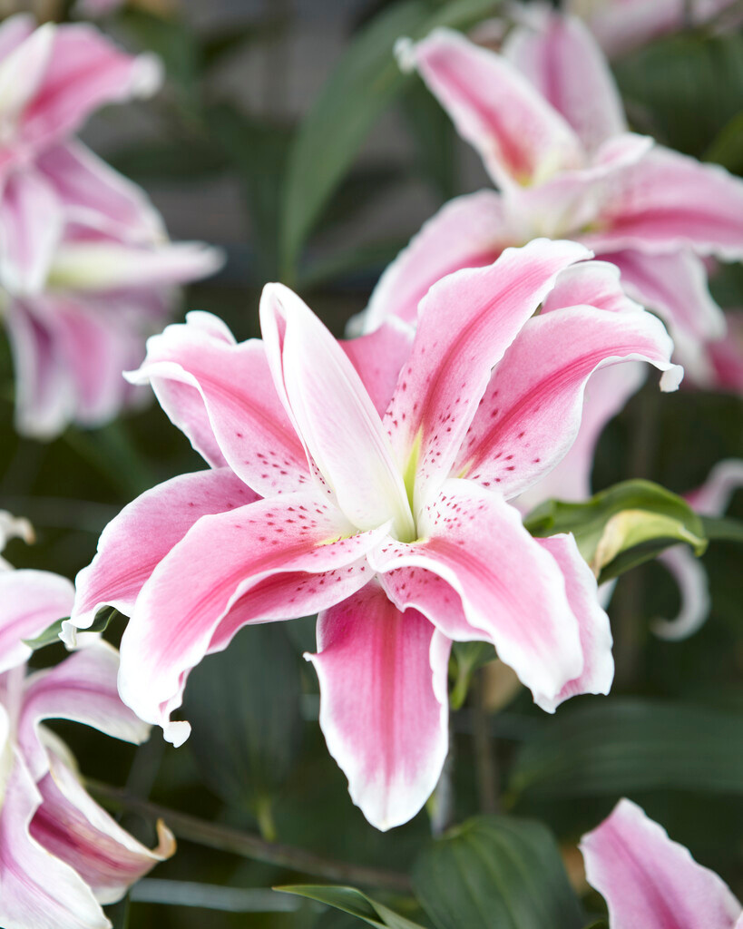 Lilium Sweet Rosy