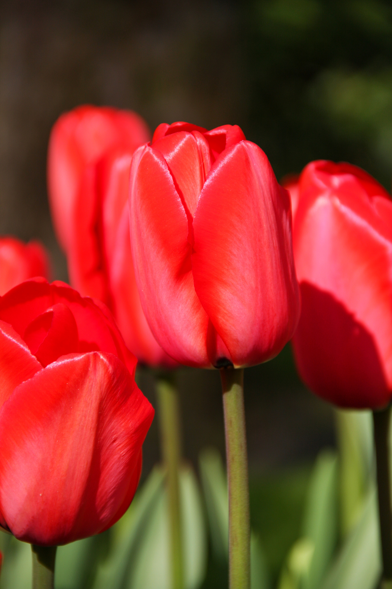 Darwin-Hybrid-Tulpen Red Impression